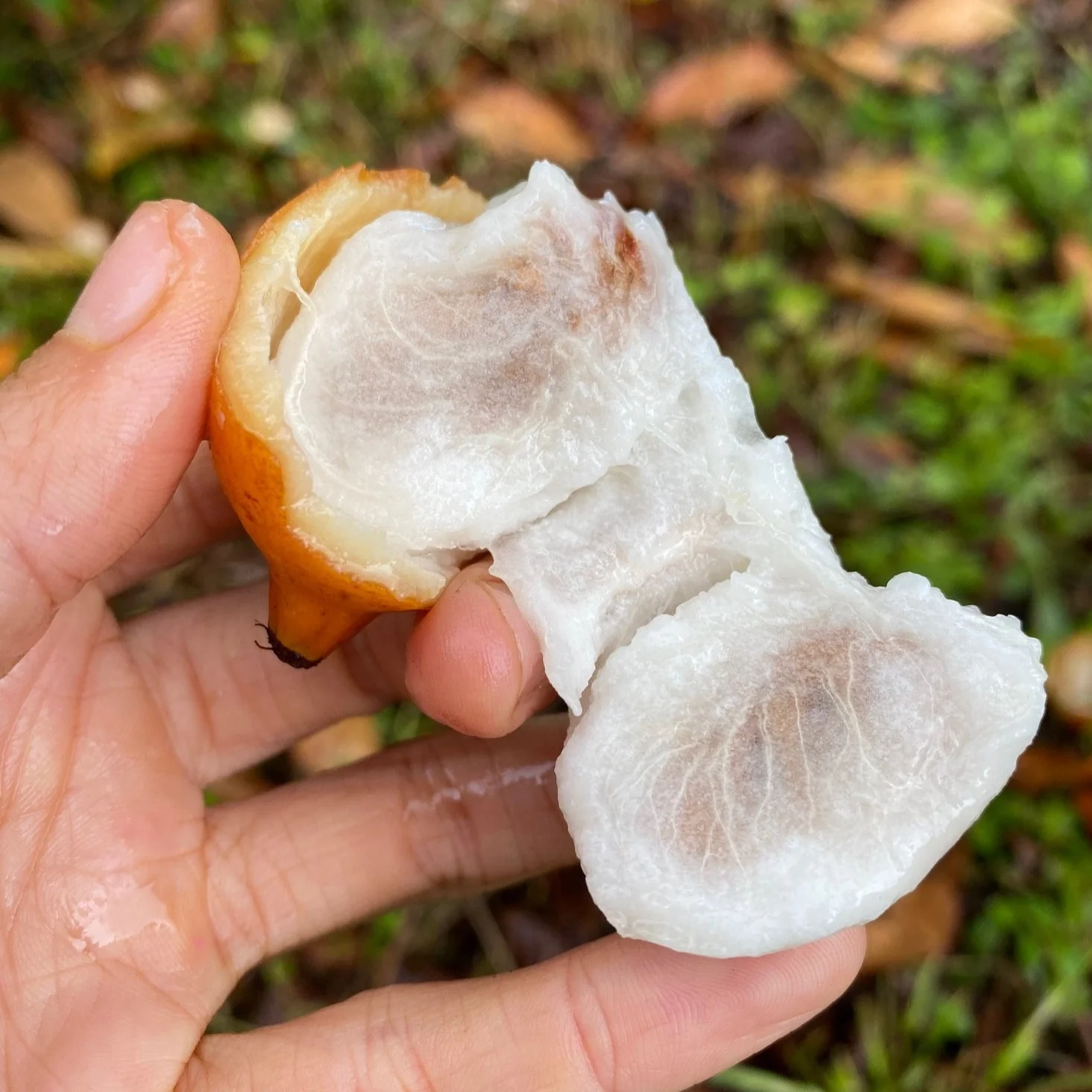 Achacha (Achachairú) - Image 6
