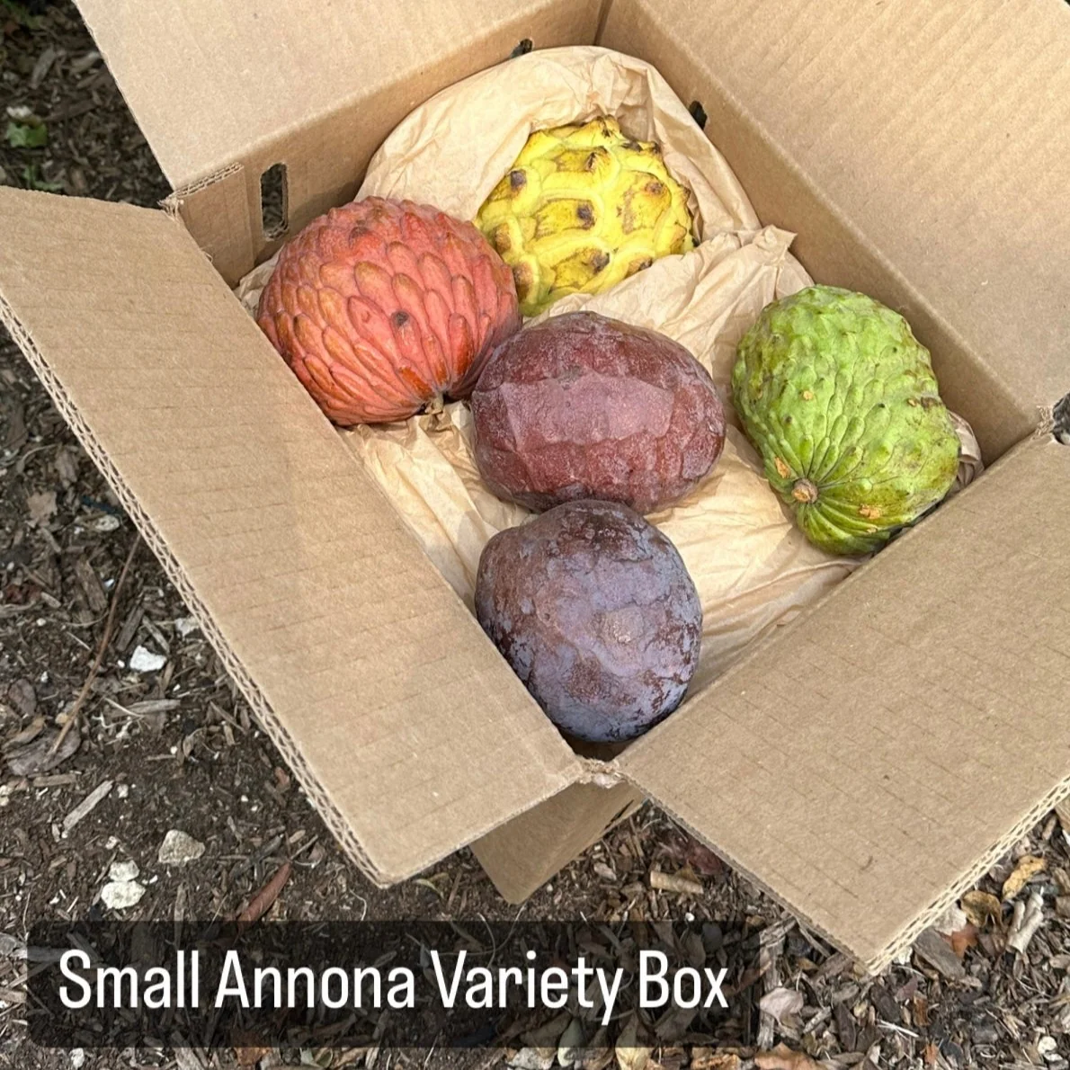 Annona Variety Box - Image 3