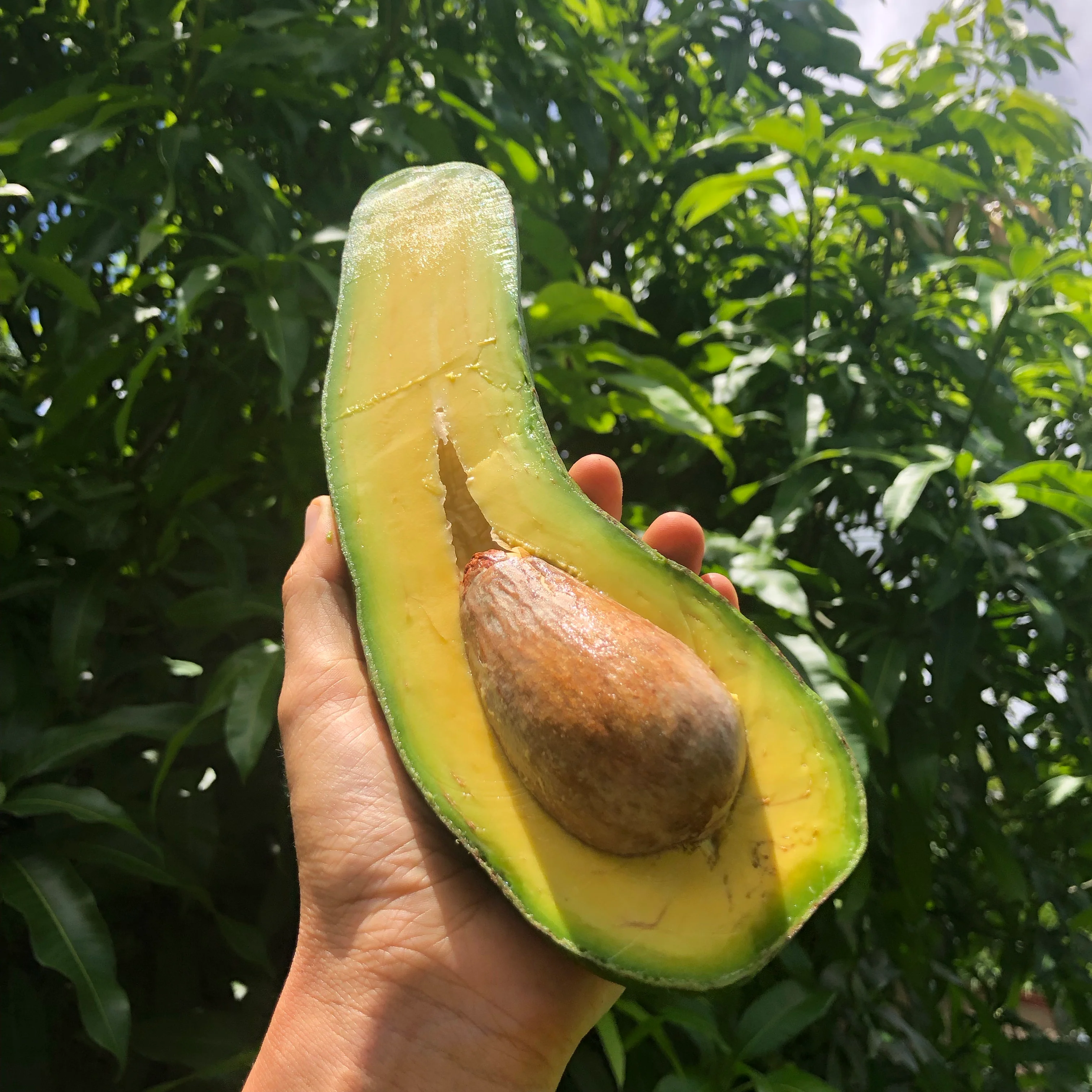 Avocado - Image 10