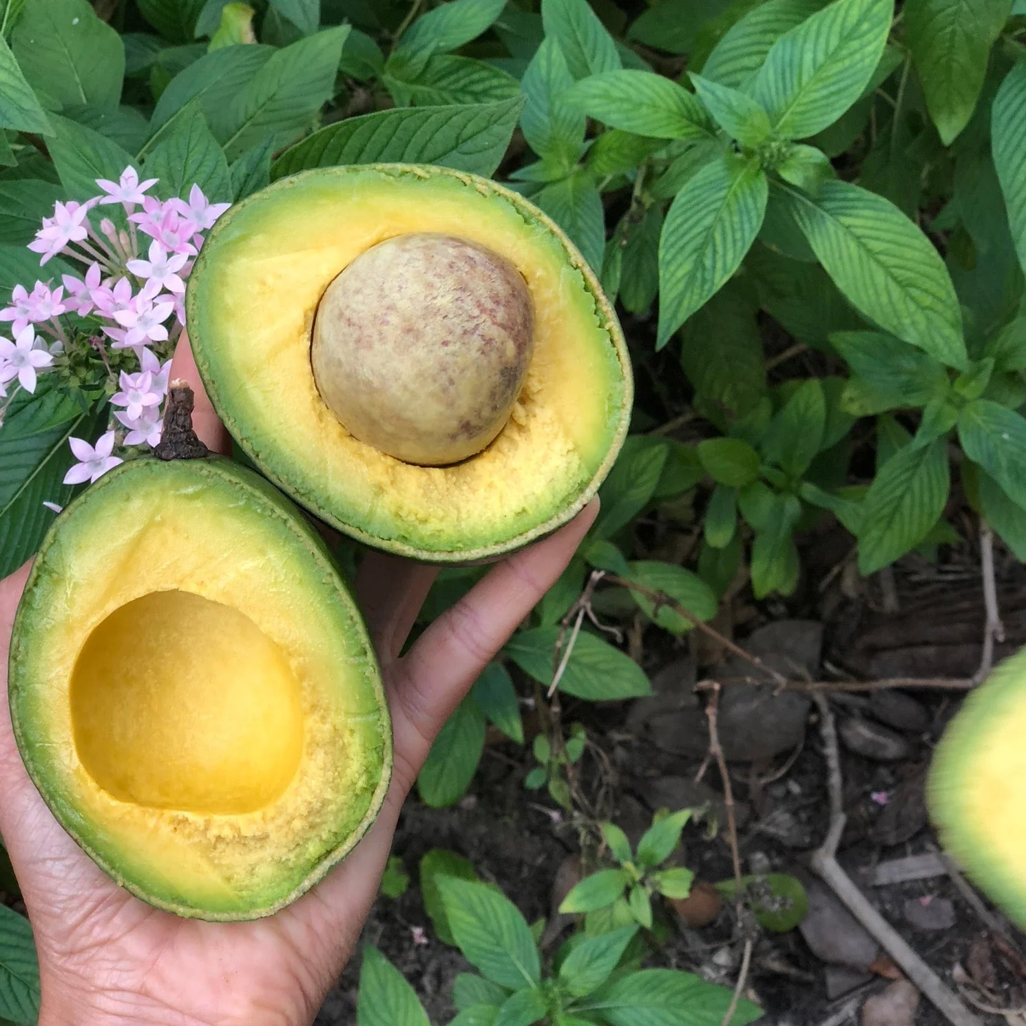 Avocado - Image 14
