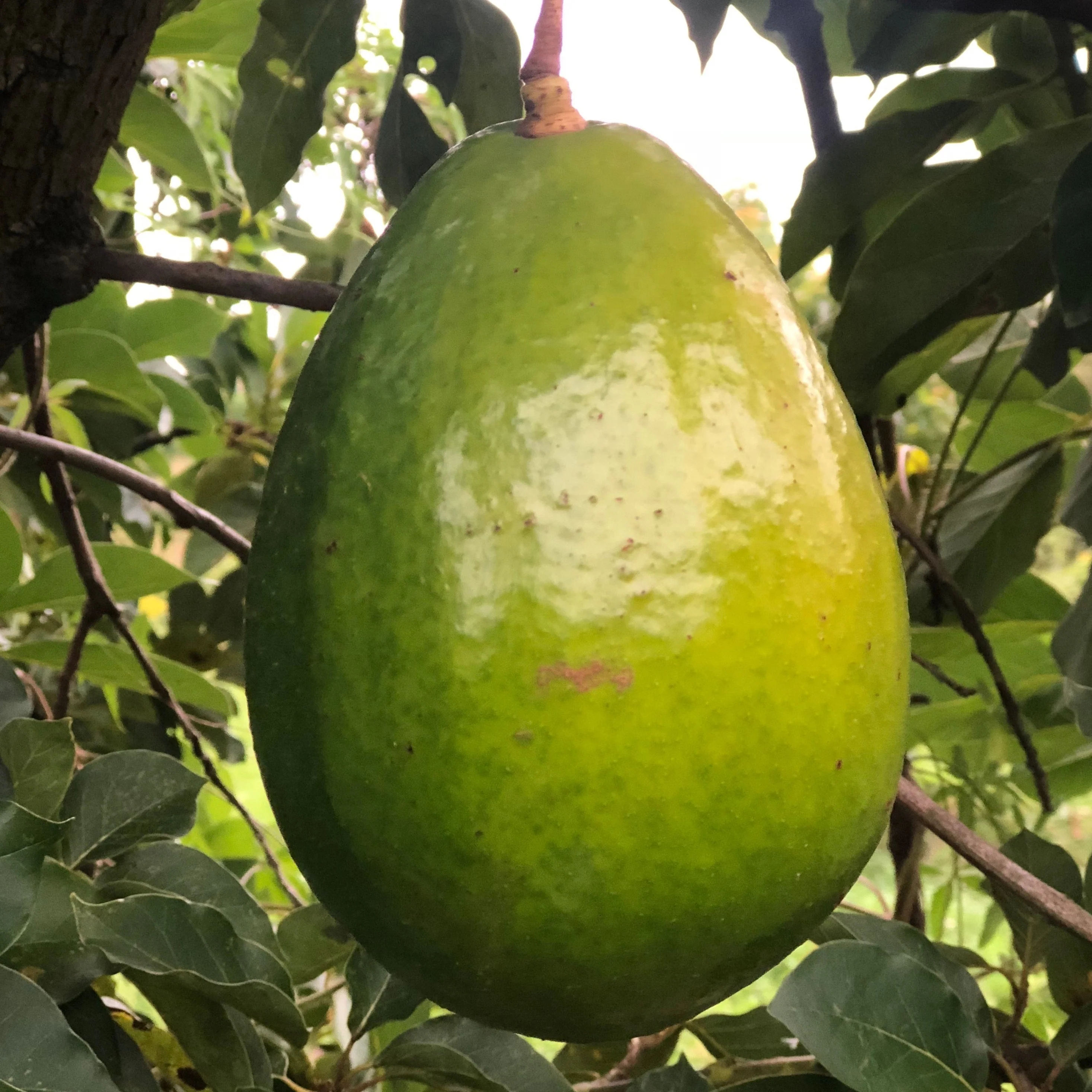 Avocado - Image 20