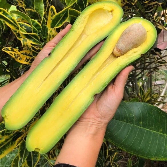 Avocado - Image 9