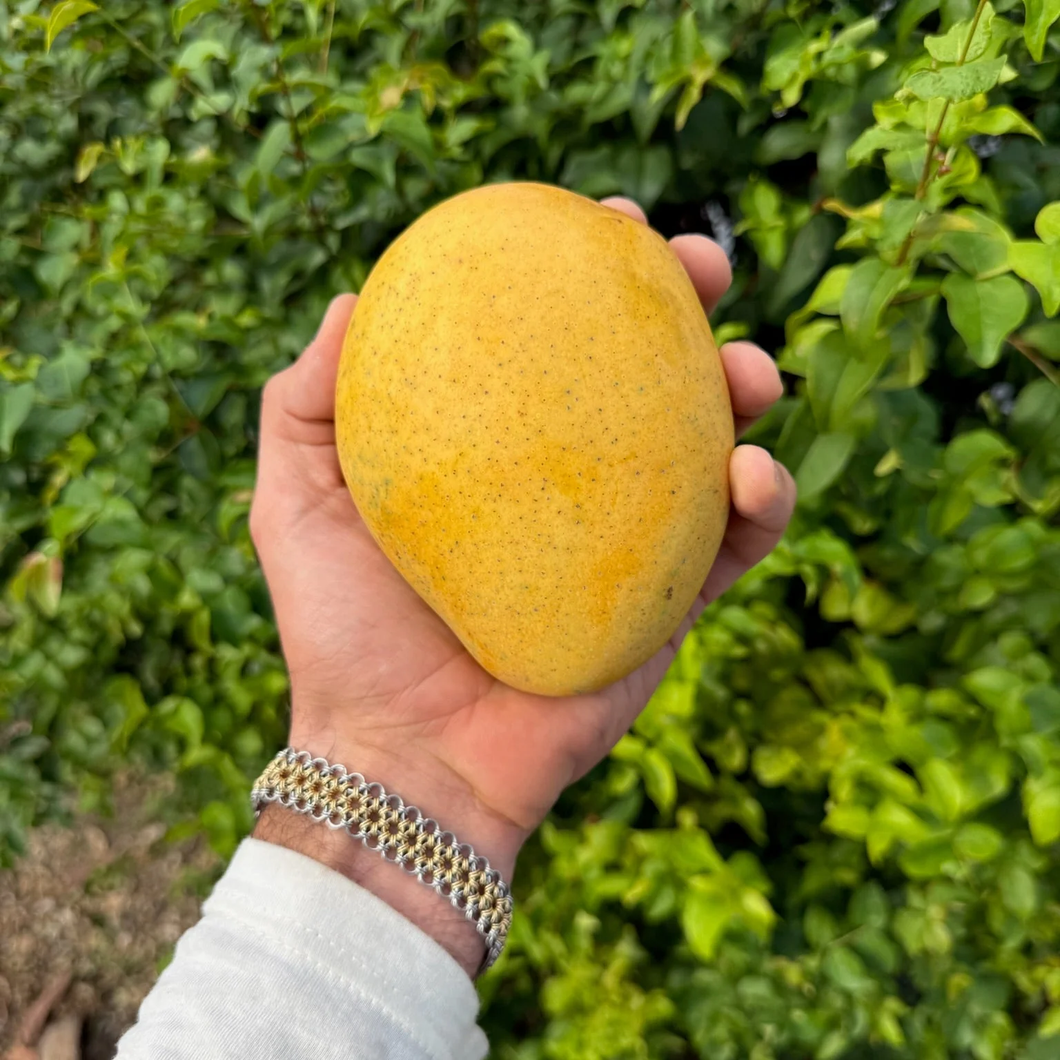 Badami (Banginapalli) Mango *Pre-Order* - Image 3