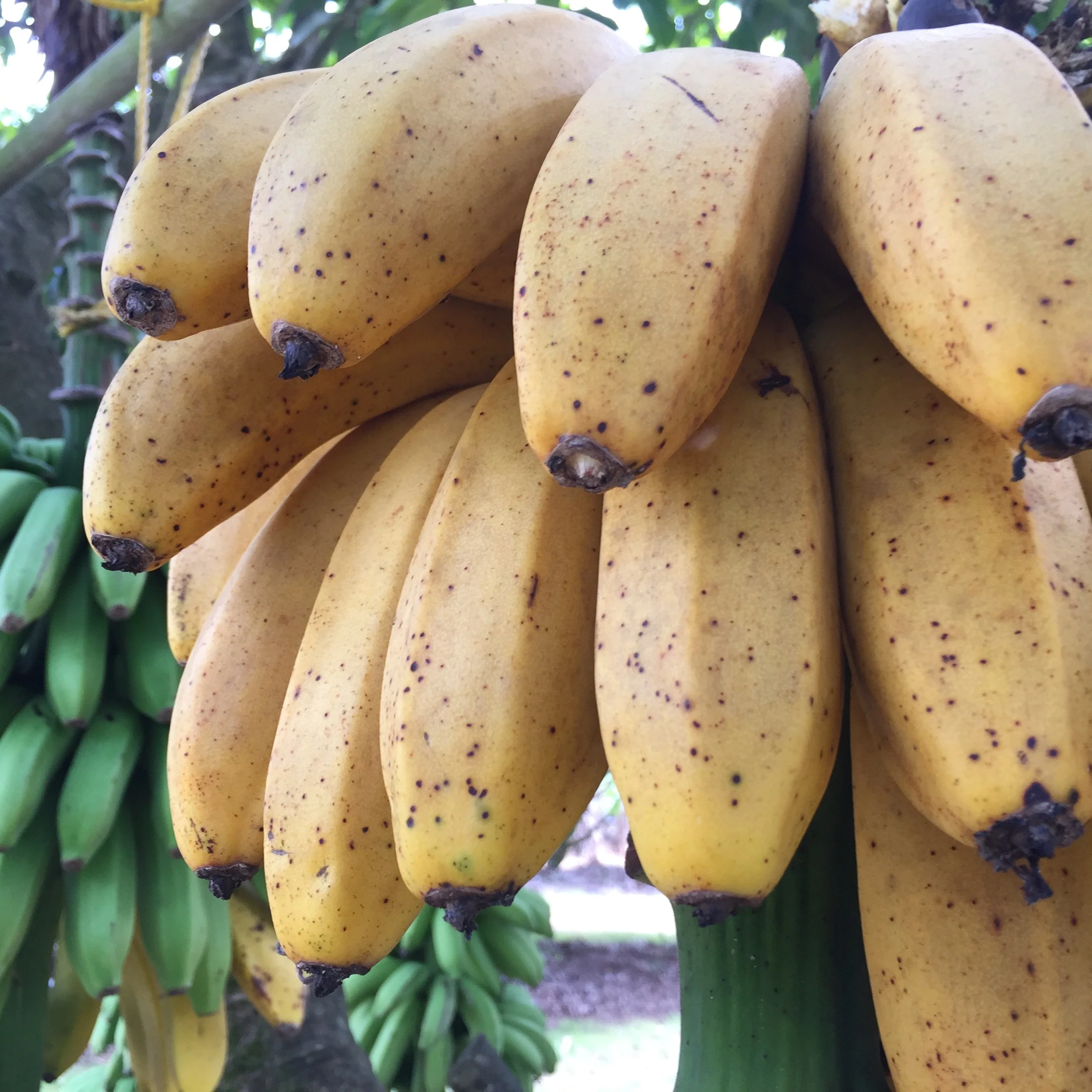 Banana Variety Box - Image 46