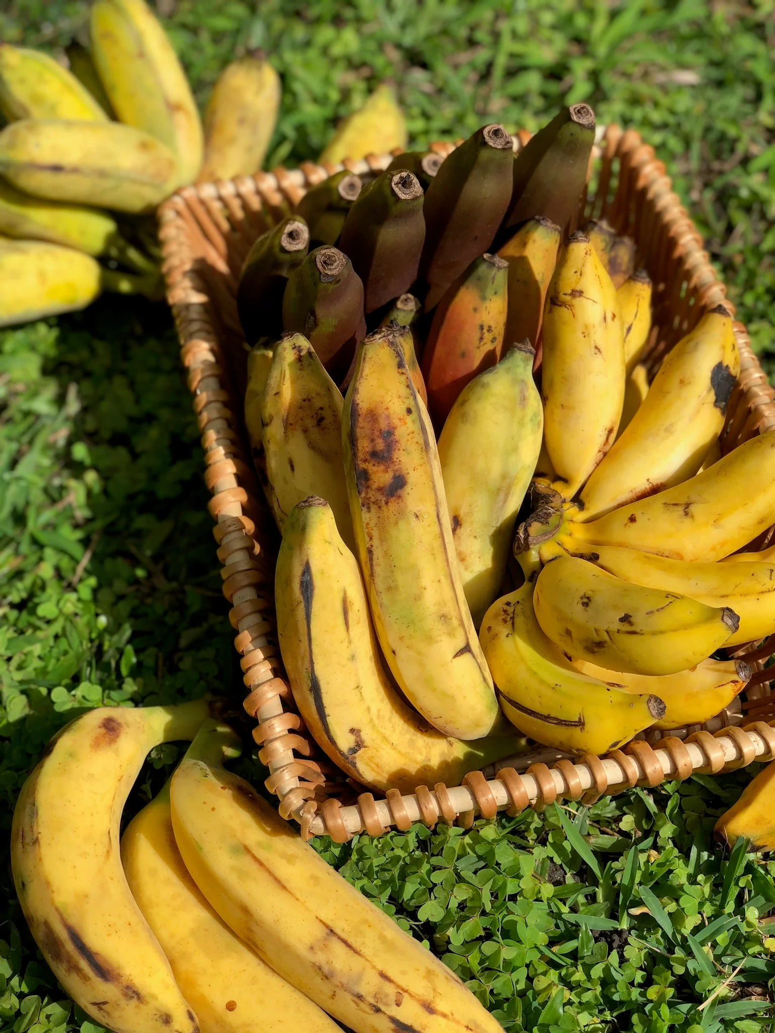 Banana Variety Box - Image 56