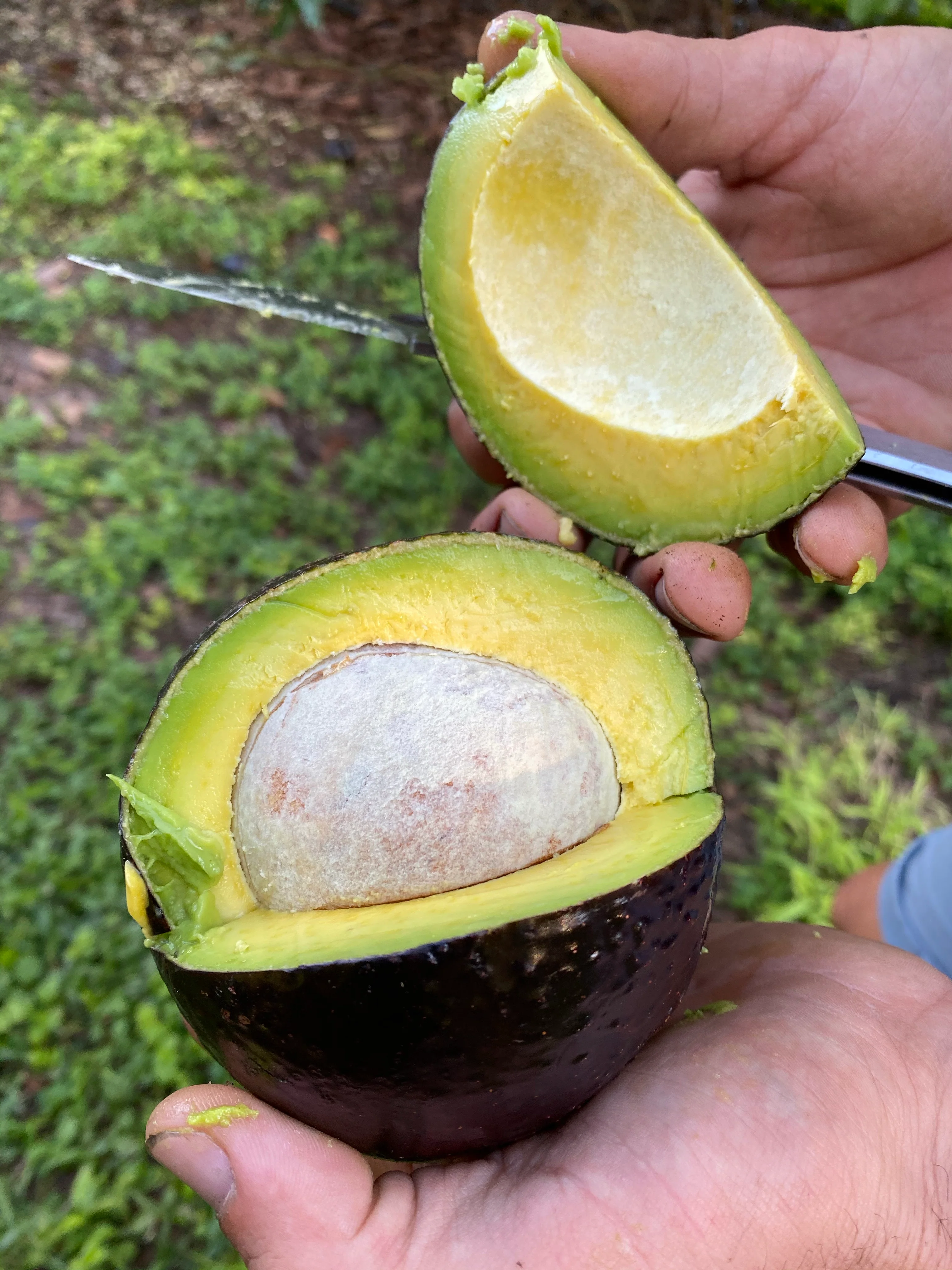 Black Avocado *Pre-Order* - Image 13
