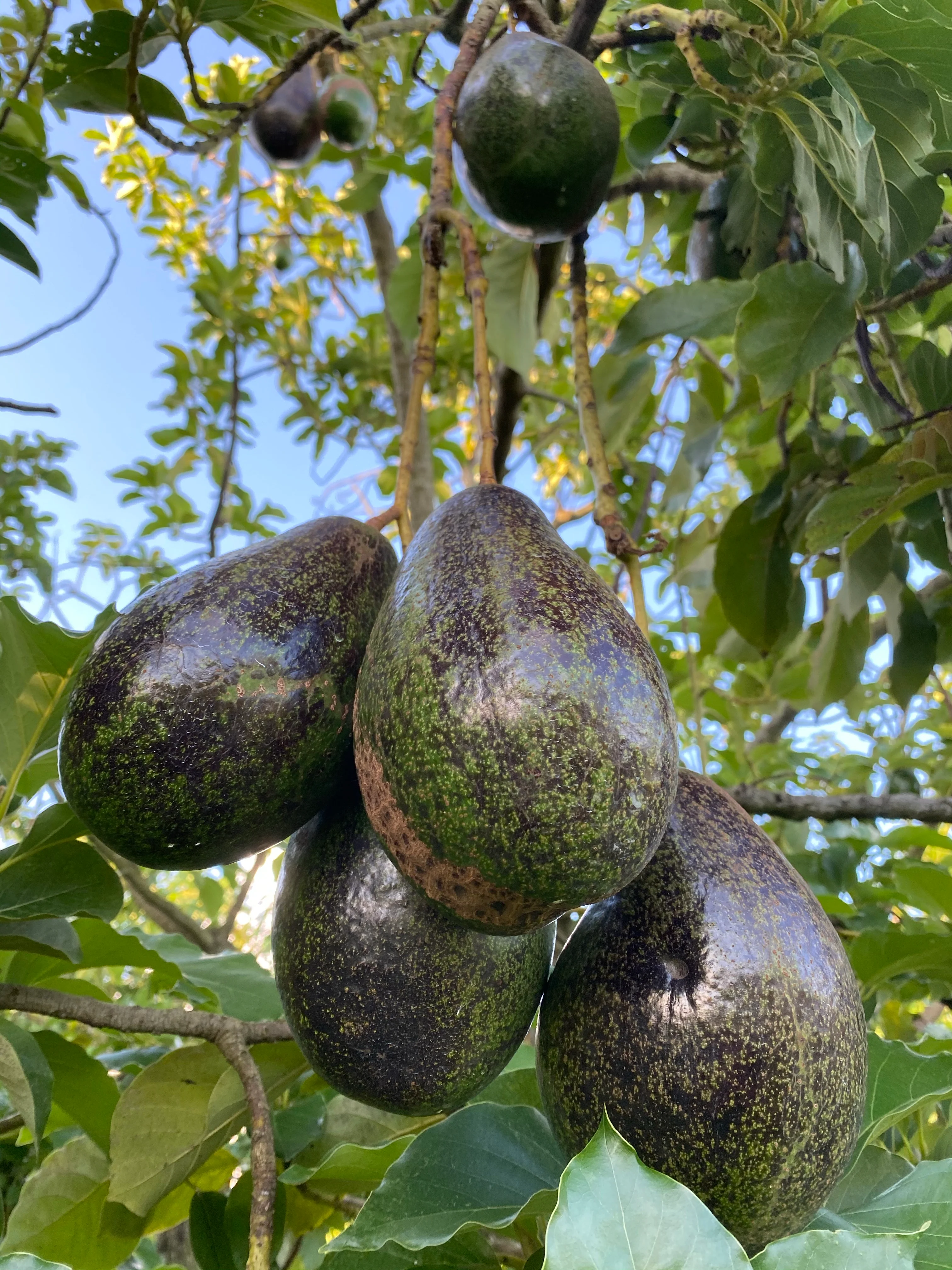 Black Avocado *Pre-Order* - Image 15