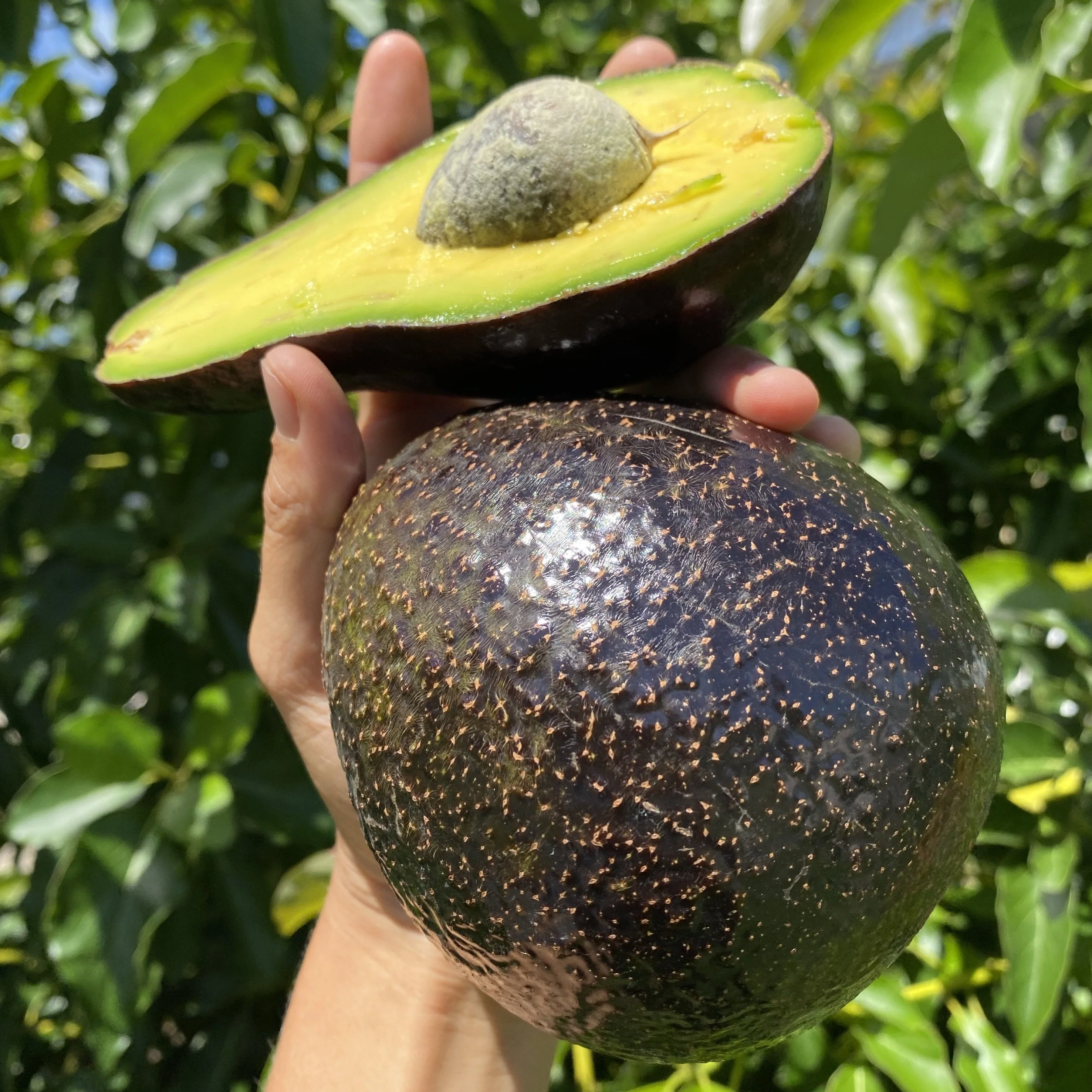 Black Avocado *Pre-Order* - Image 3