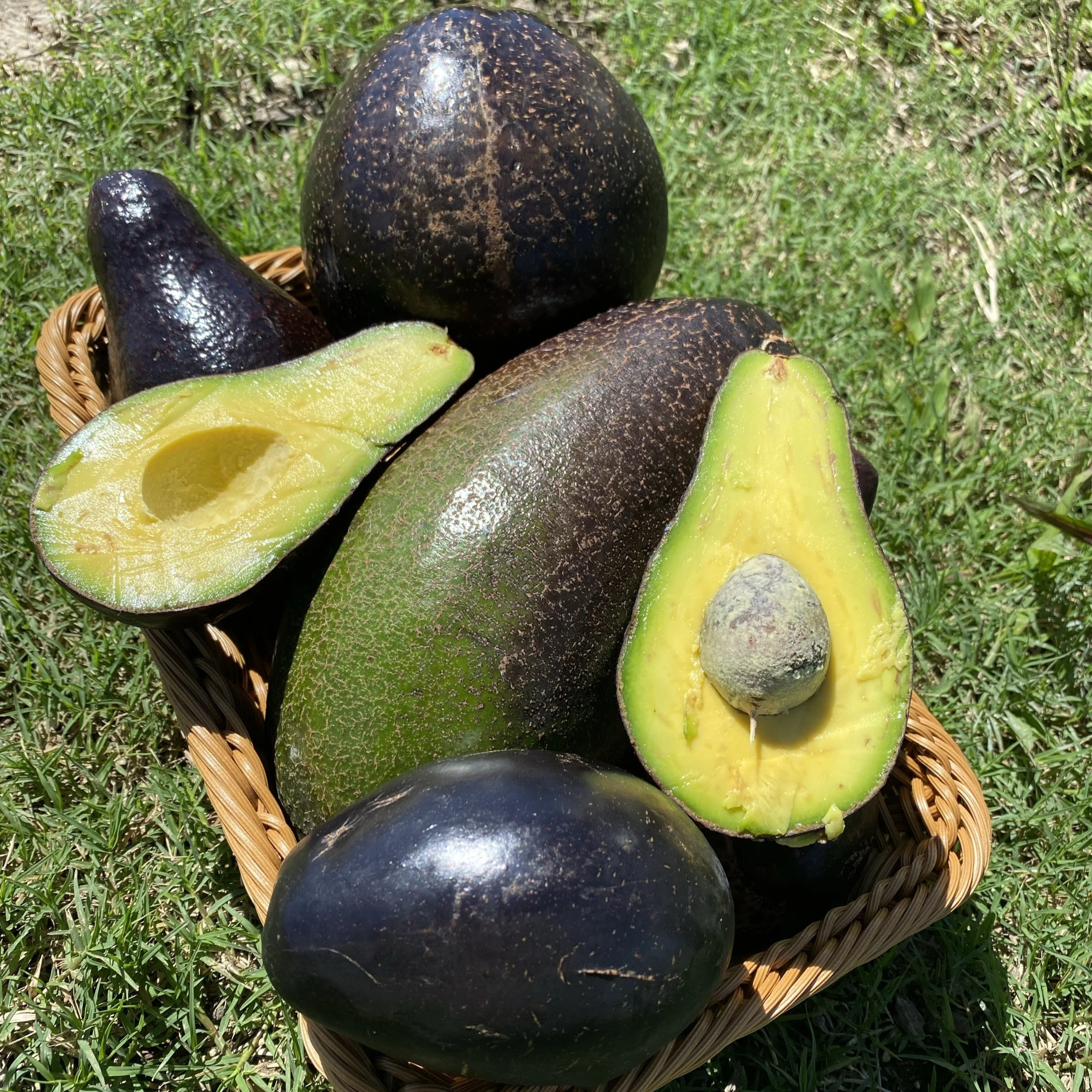 Black Avocado *Pre-Order* - Image 4