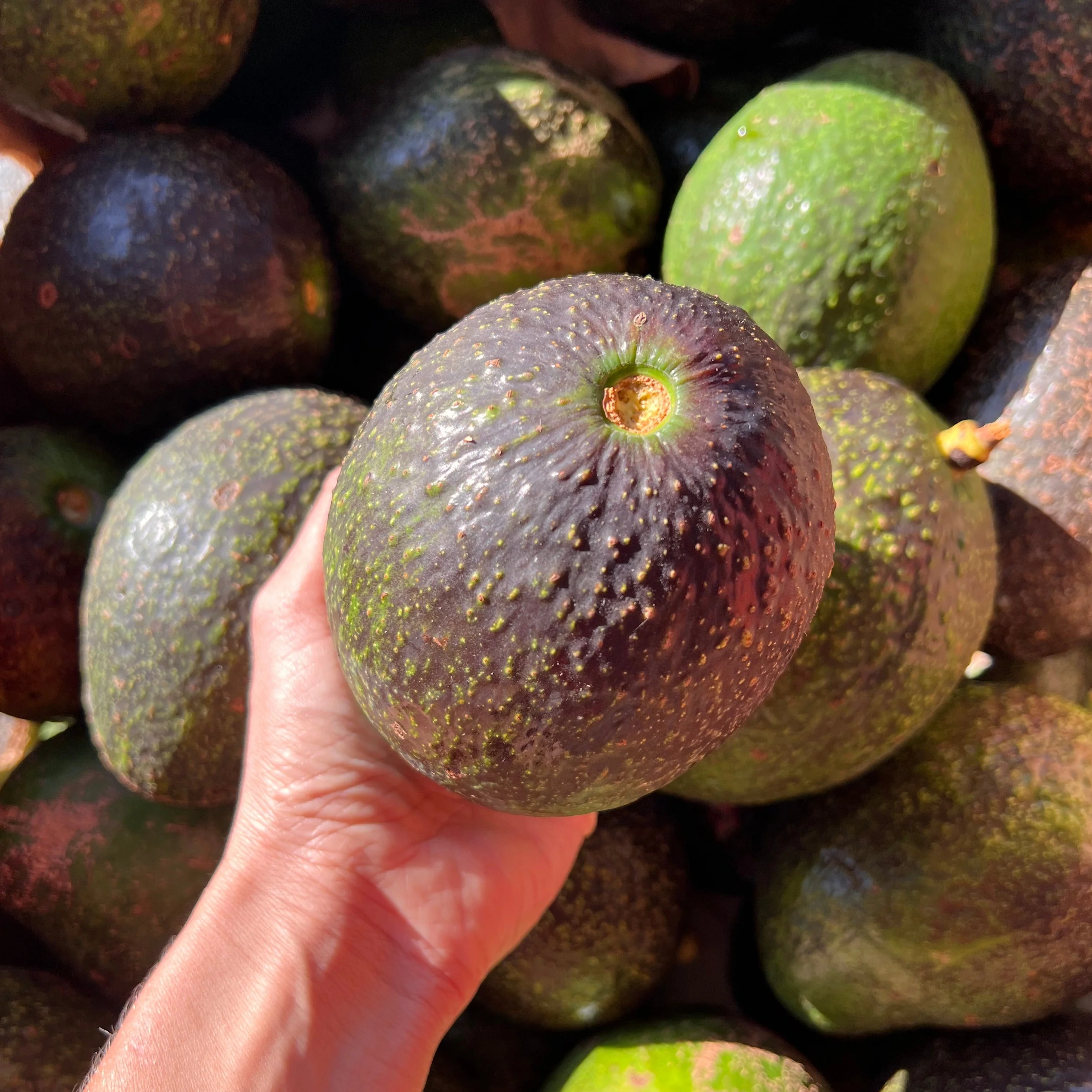 Black Avocado *Pre-Order* - Image 6
