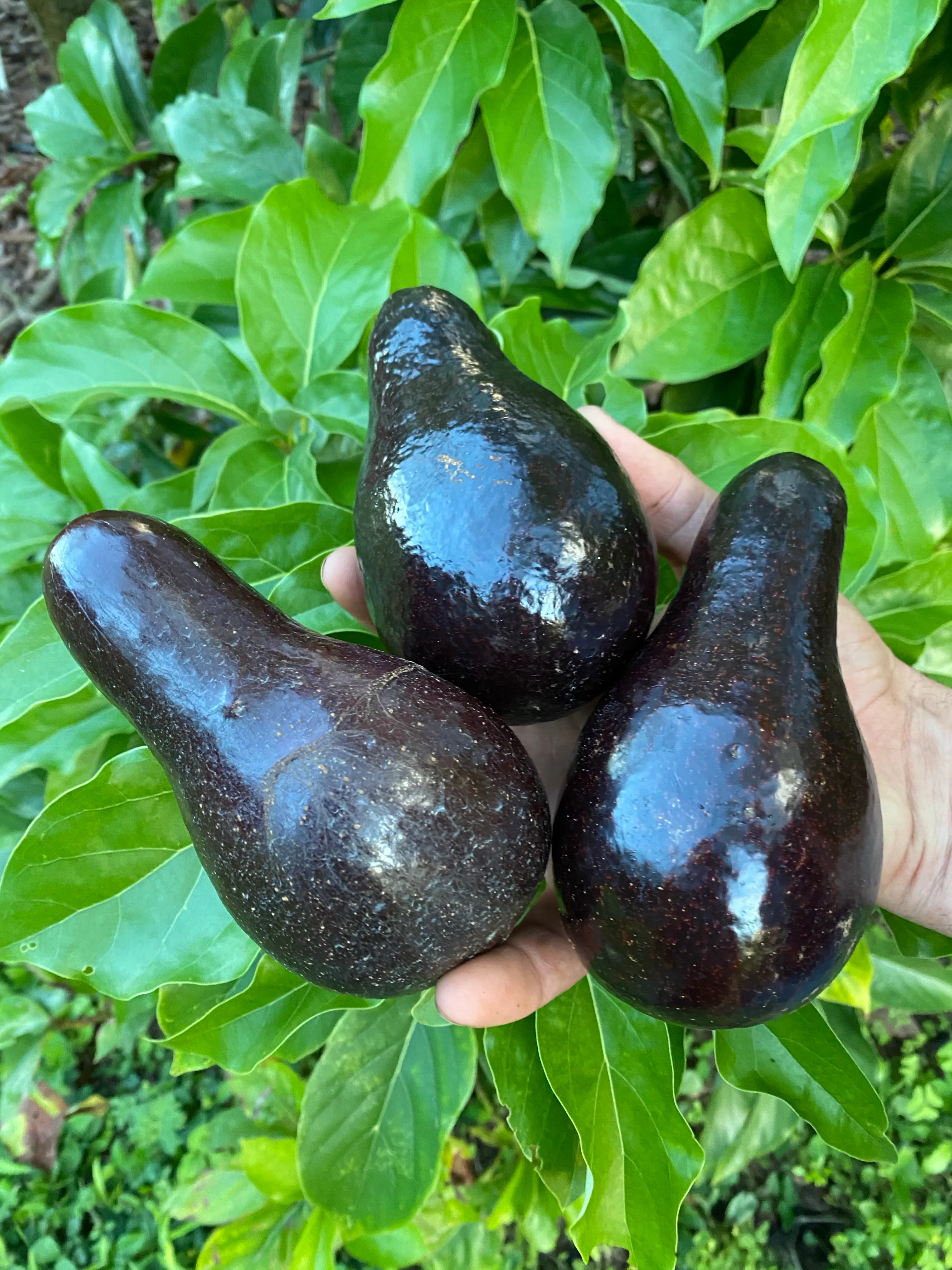 Black Avocado *Pre-Order* - Image 8