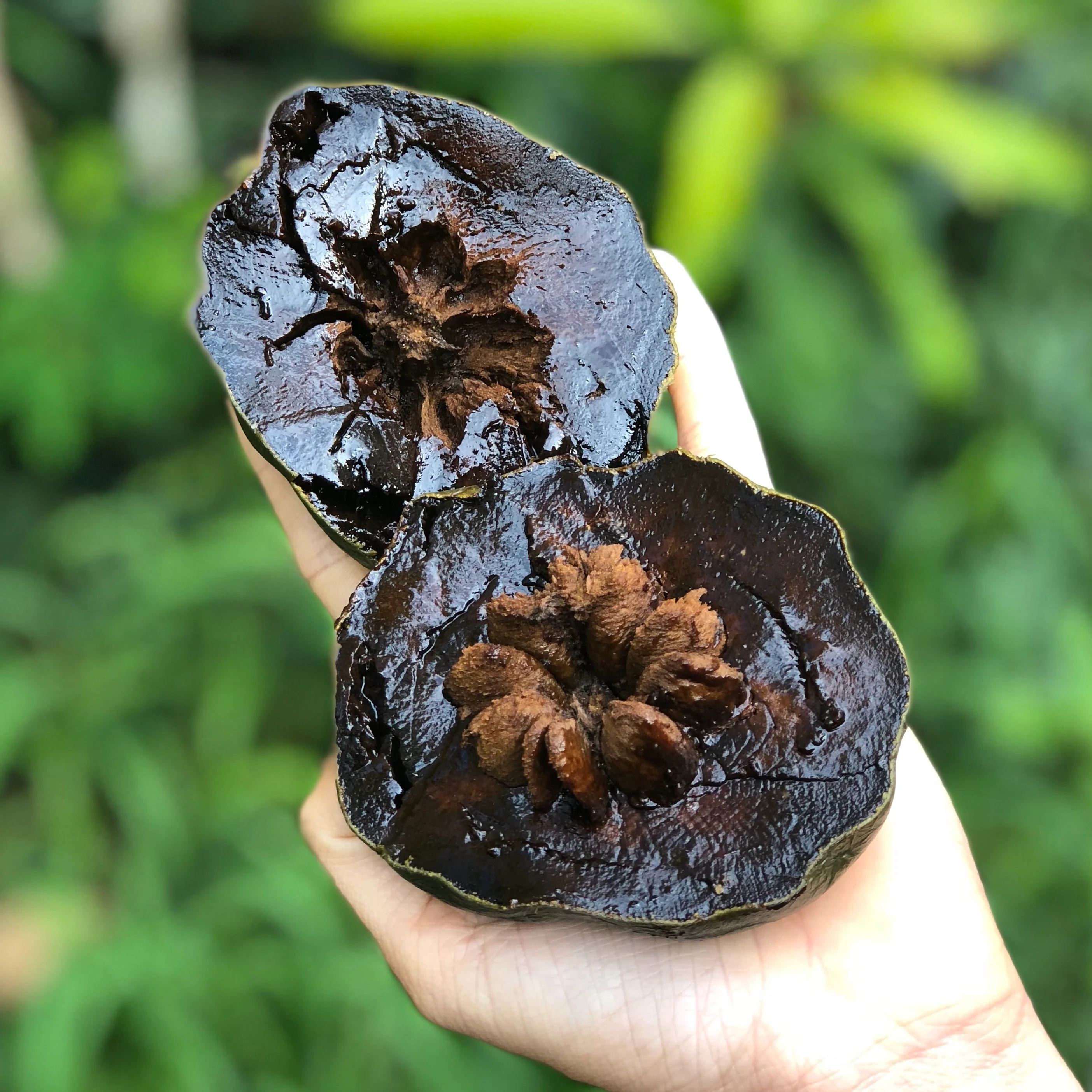 Black Sapote *Pre-Order*