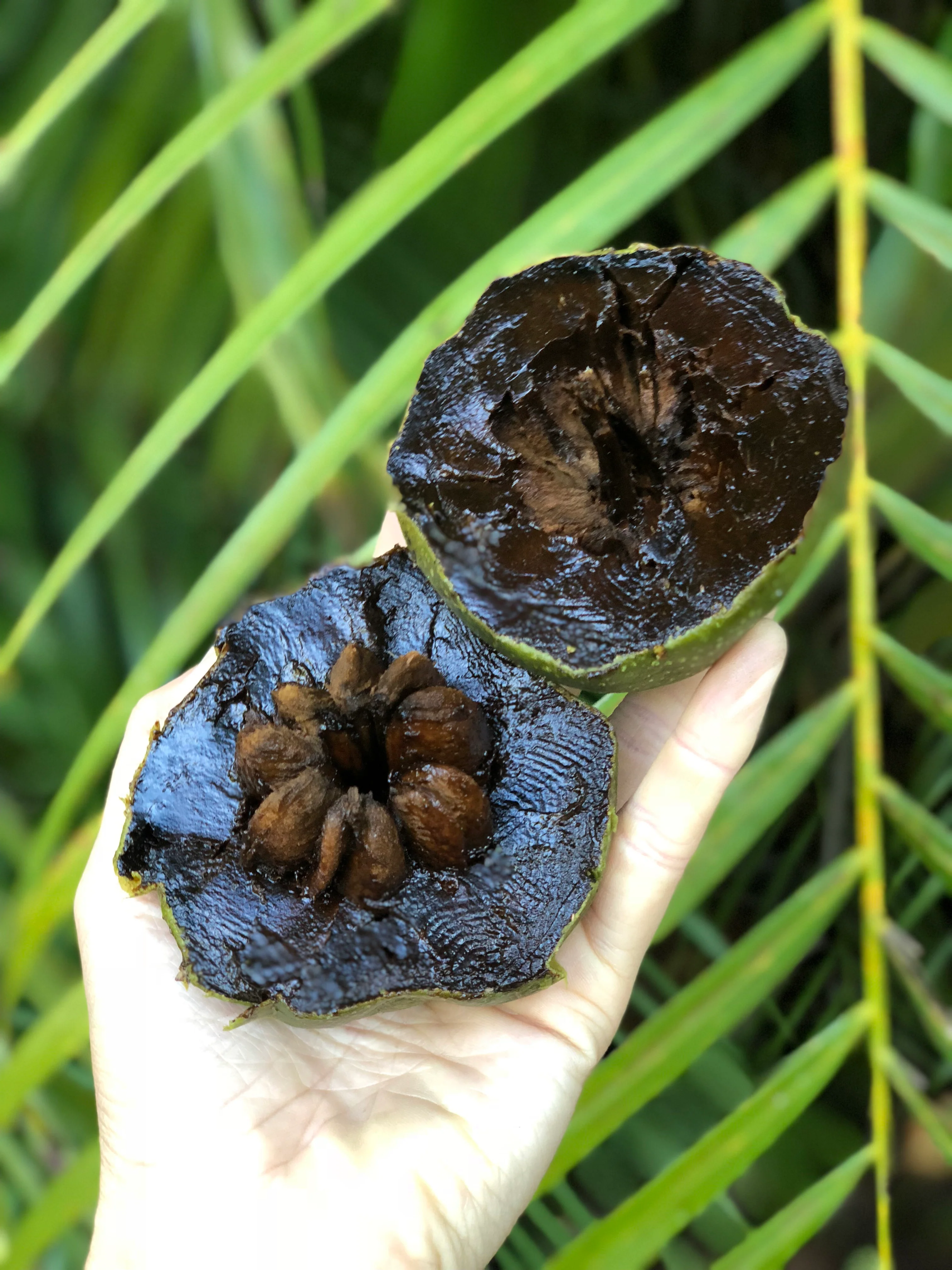 Black Sapote *Pre-Order* - Image 11