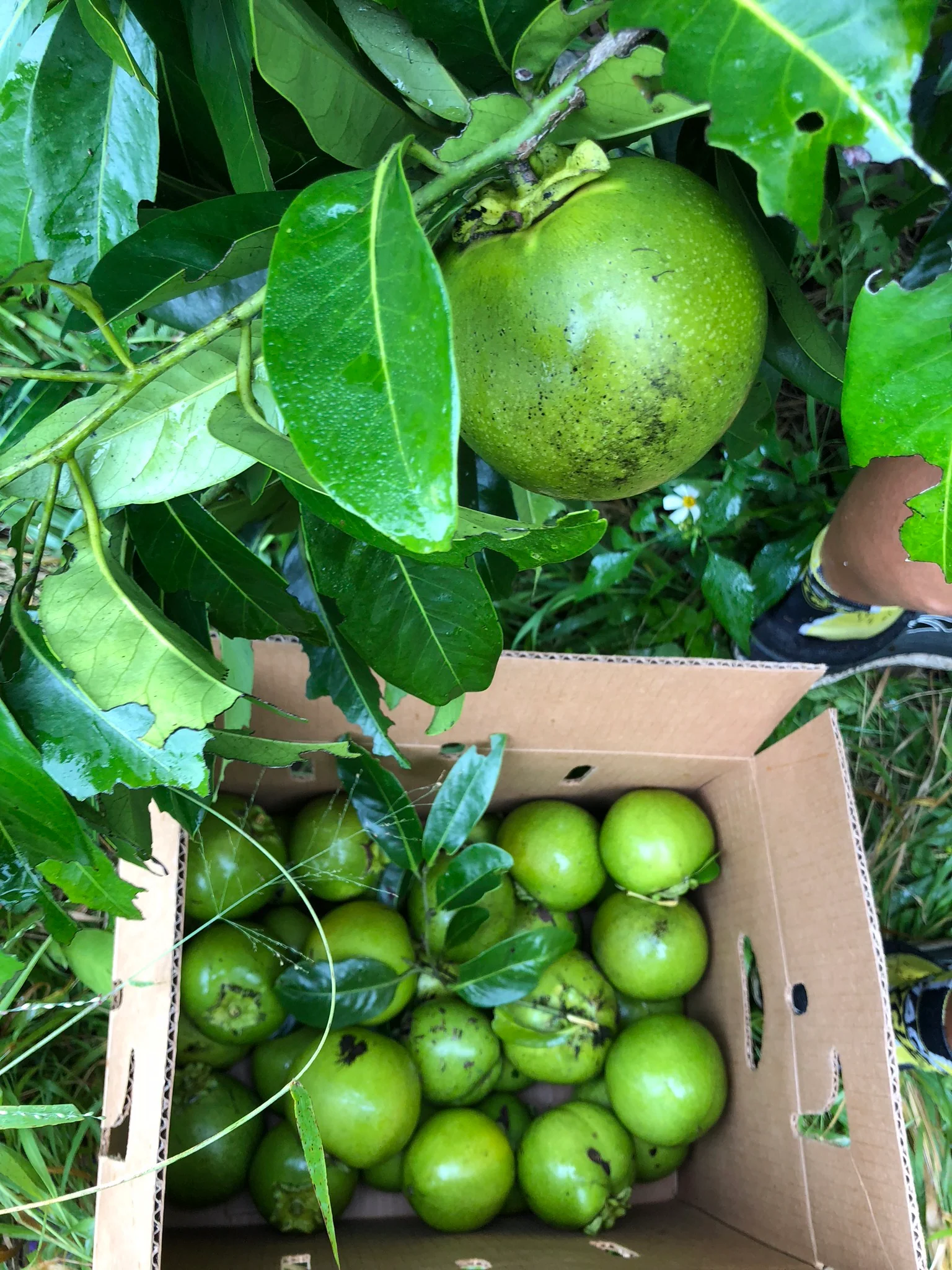 Black Sapote *Pre-Order* - Image 13