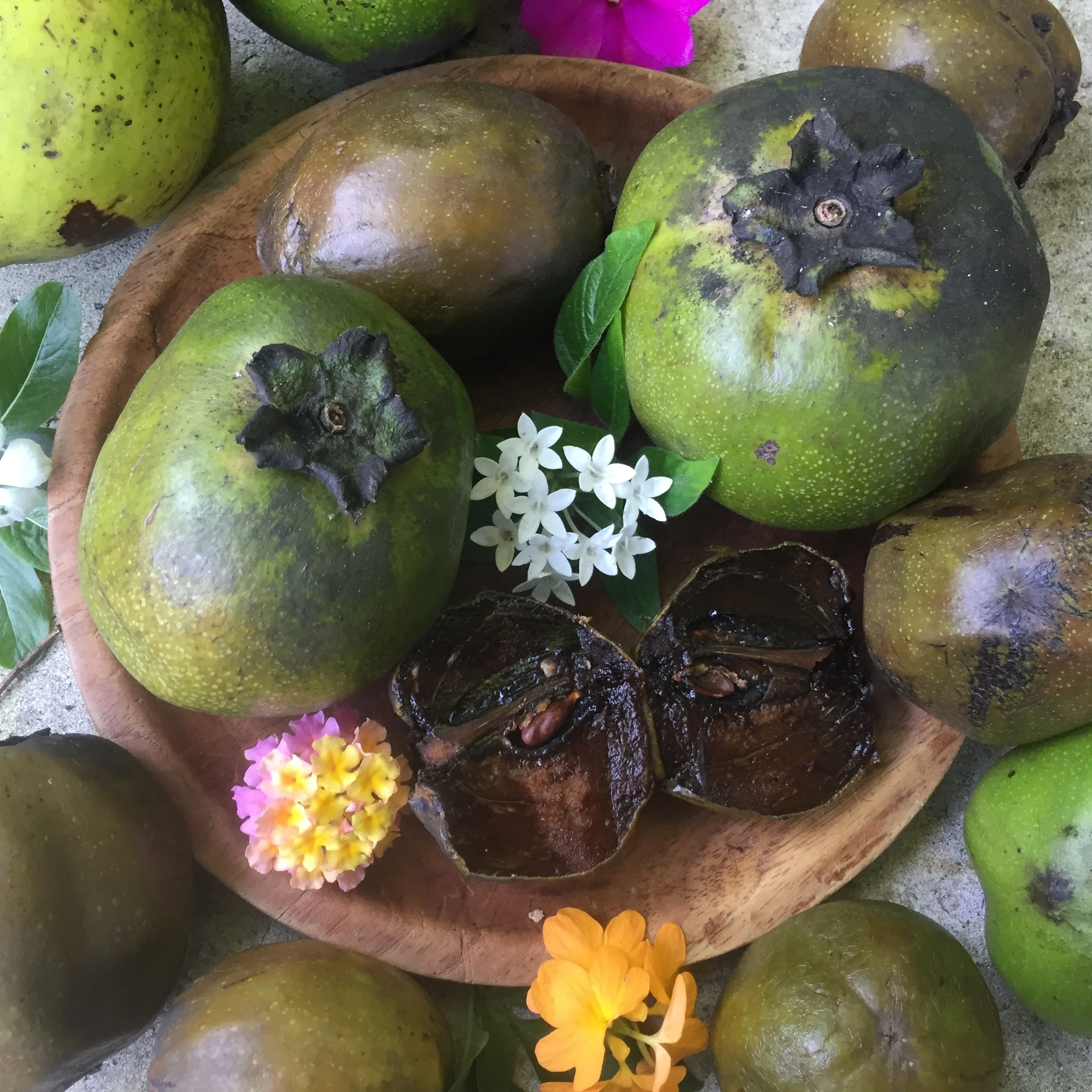 Black Sapote *Pre-Order* - Image 15