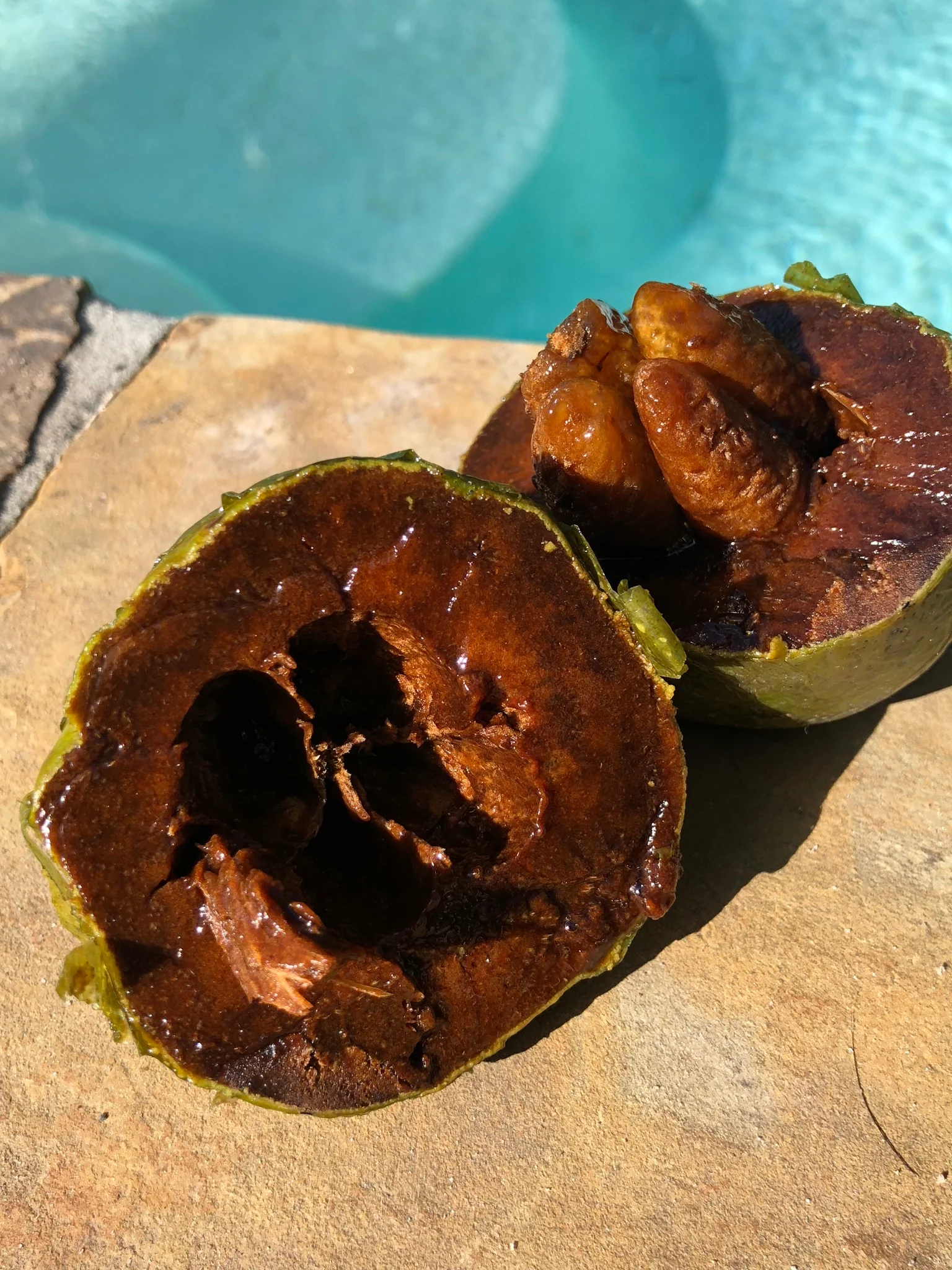 Black Sapote *Pre-Order* - Image 16