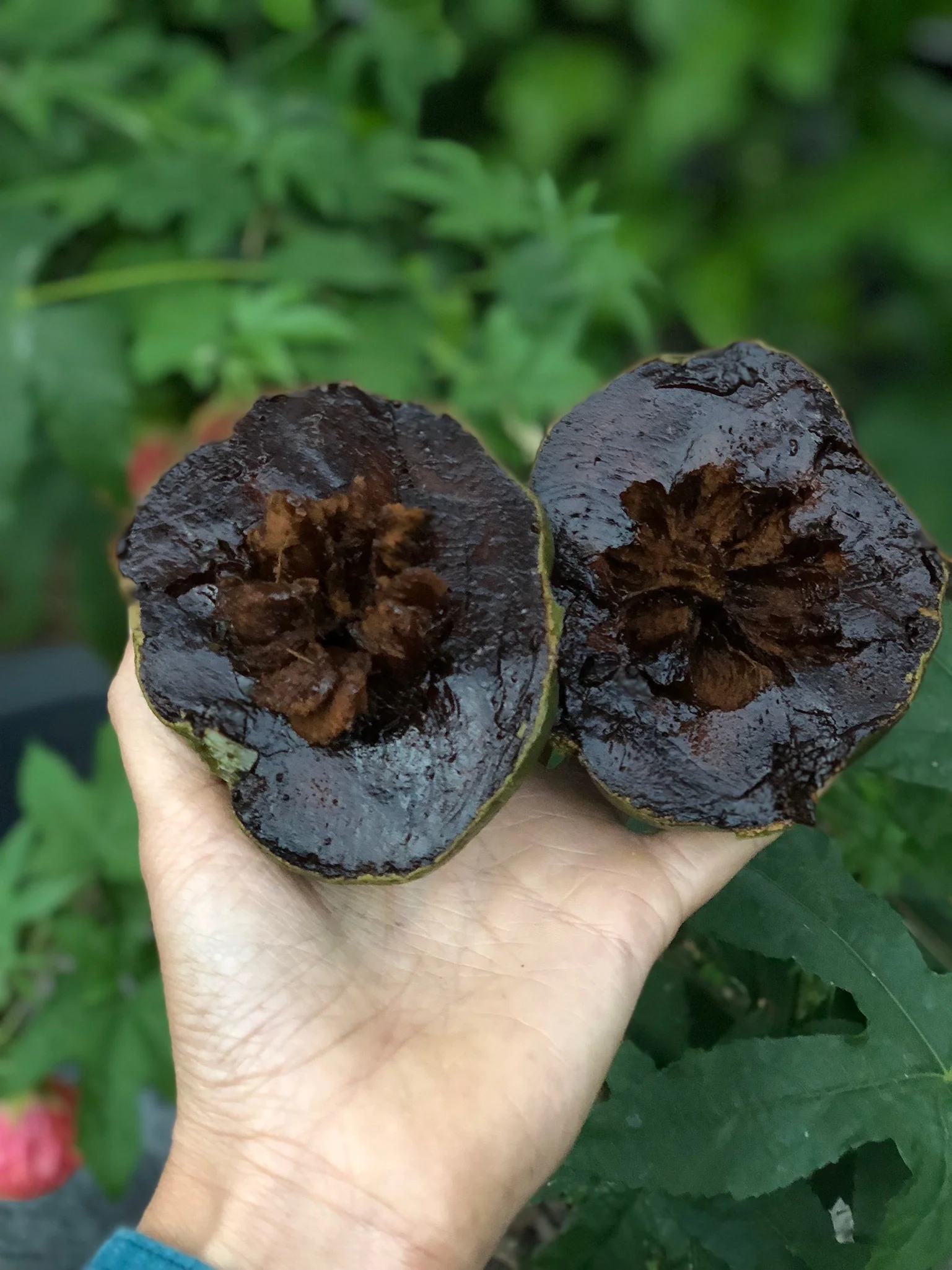Black Sapote *Pre-Order* - Image 17