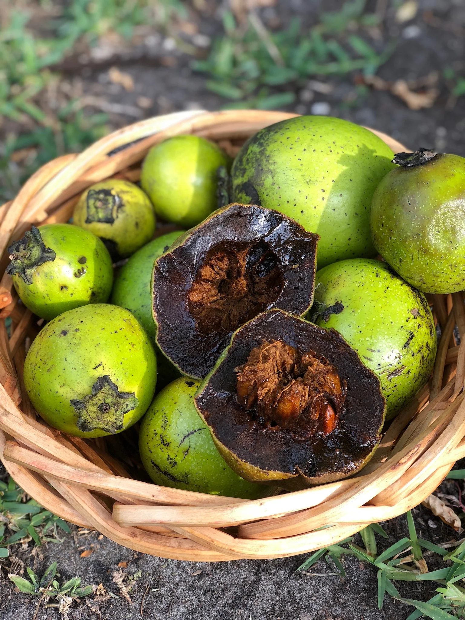 Black Sapote *Pre-Order* - Image 18