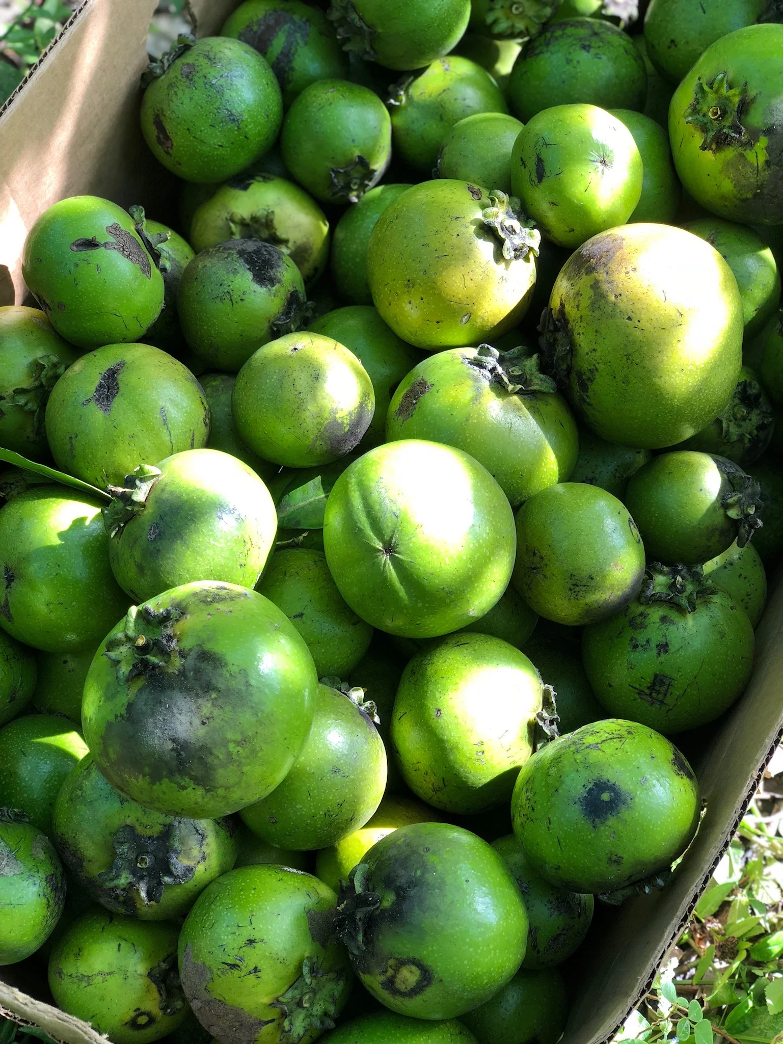 Black Sapote *Pre-Order* - Image 19