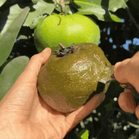 Black Sapote *Pre-Order* - Image 2