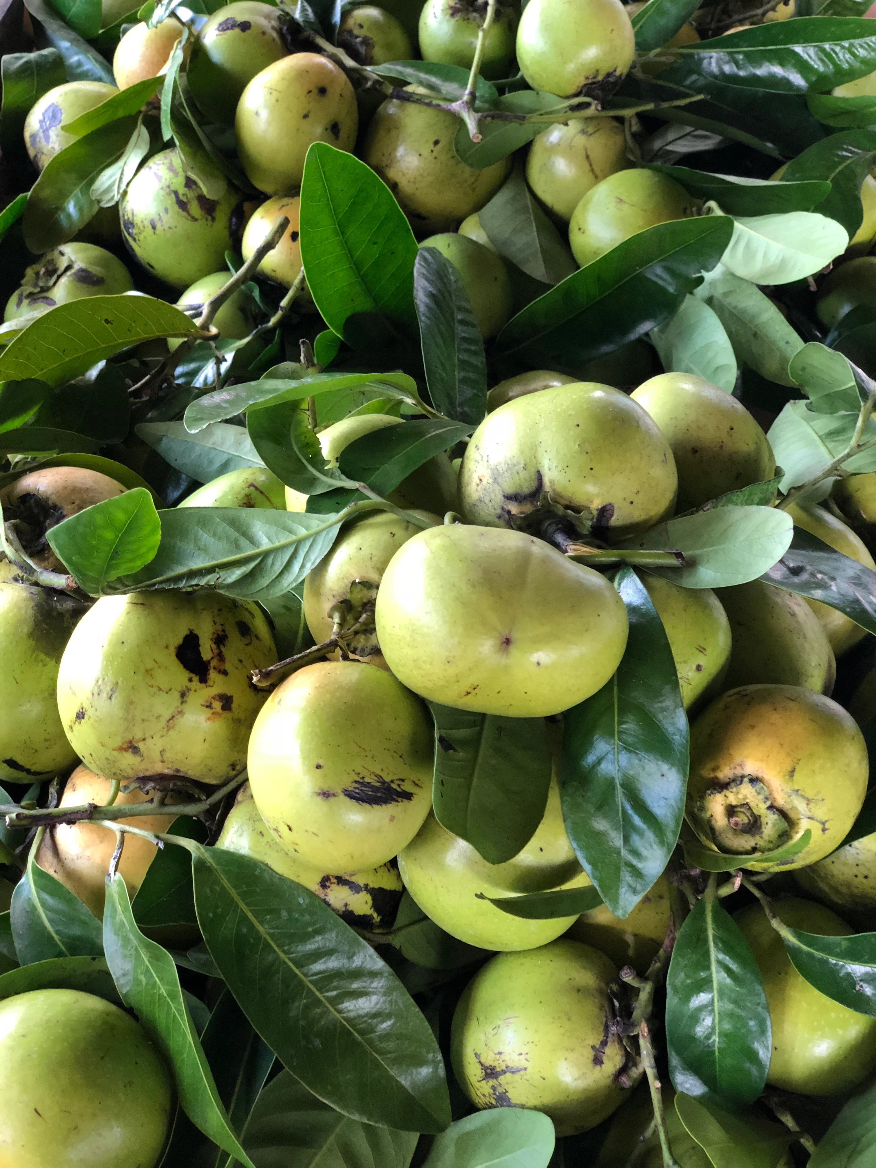 Black Sapote *Pre-Order* - Image 20