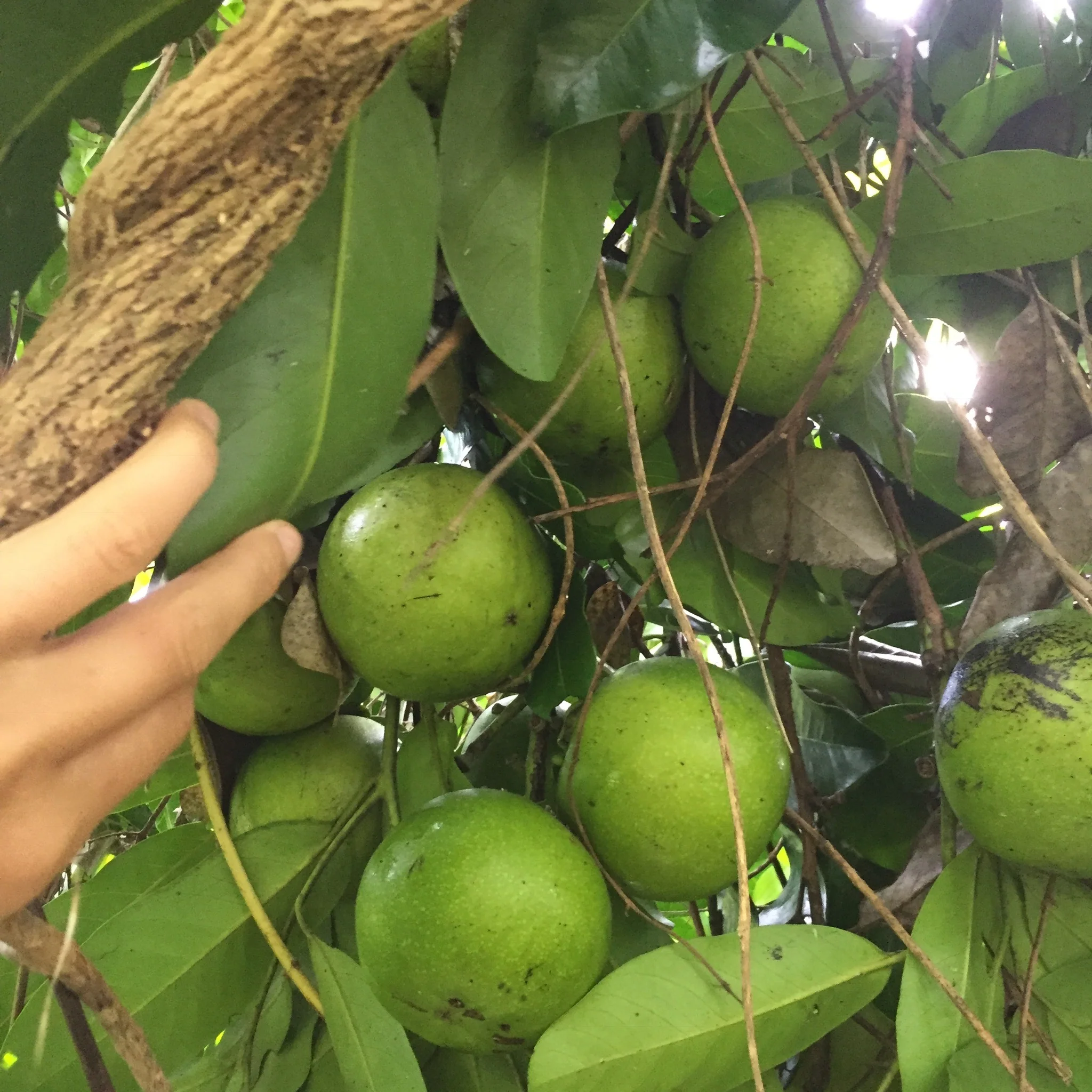 Black Sapote *Pre-Order* - Image 21