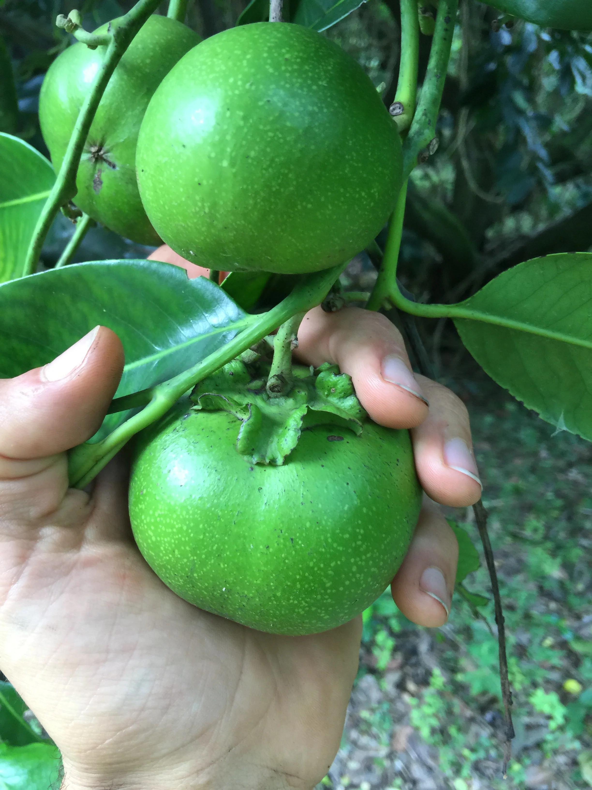 Black Sapote *Pre-Order* - Image 22