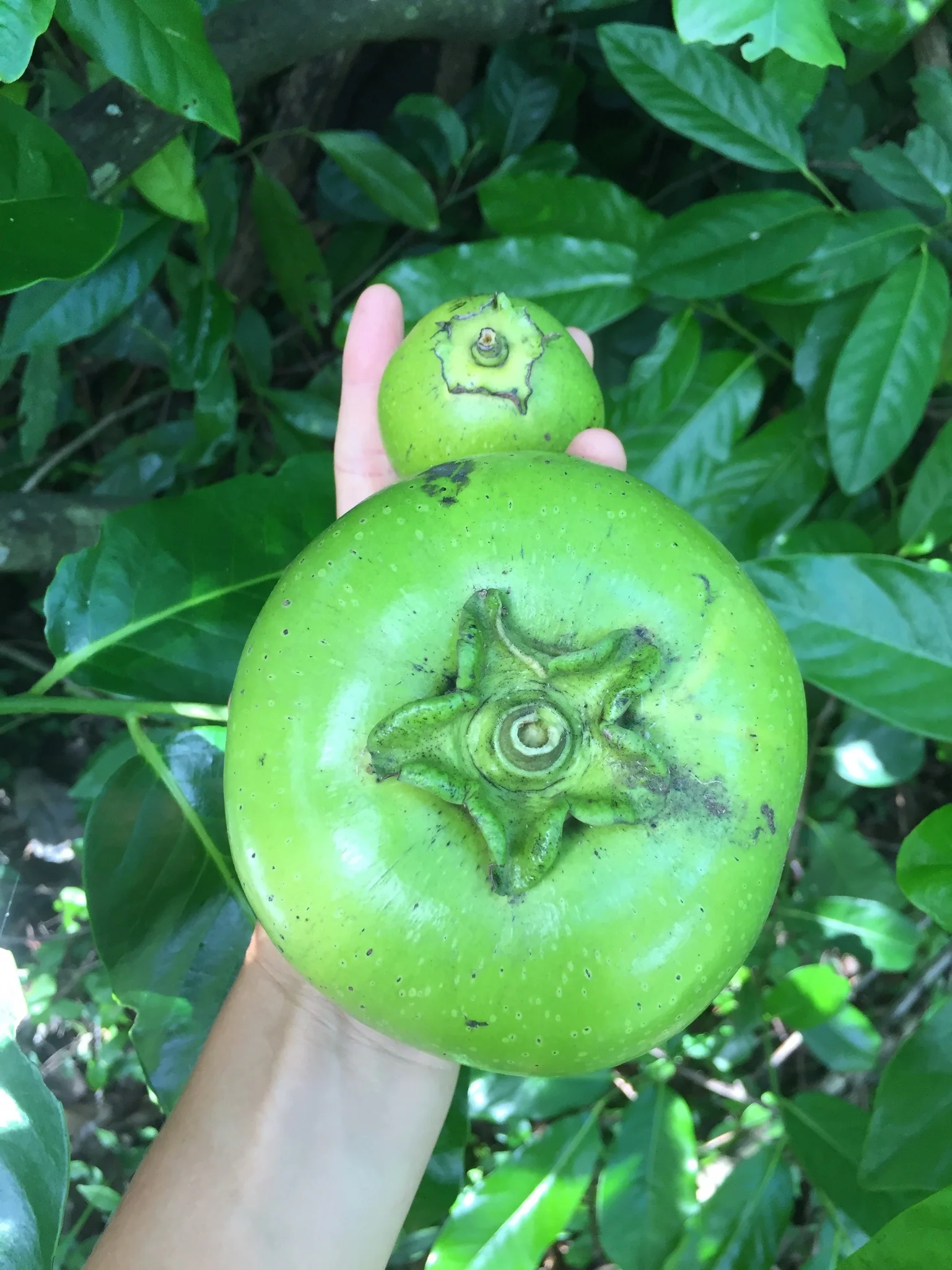 Black Sapote *Pre-Order* - Image 23