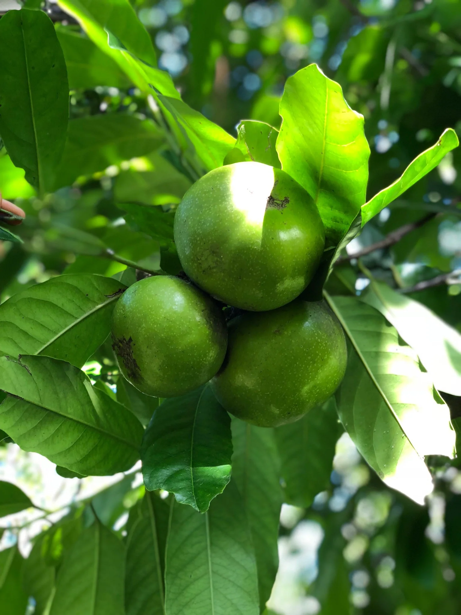 Black Sapote *Pre-Order* - Image 24