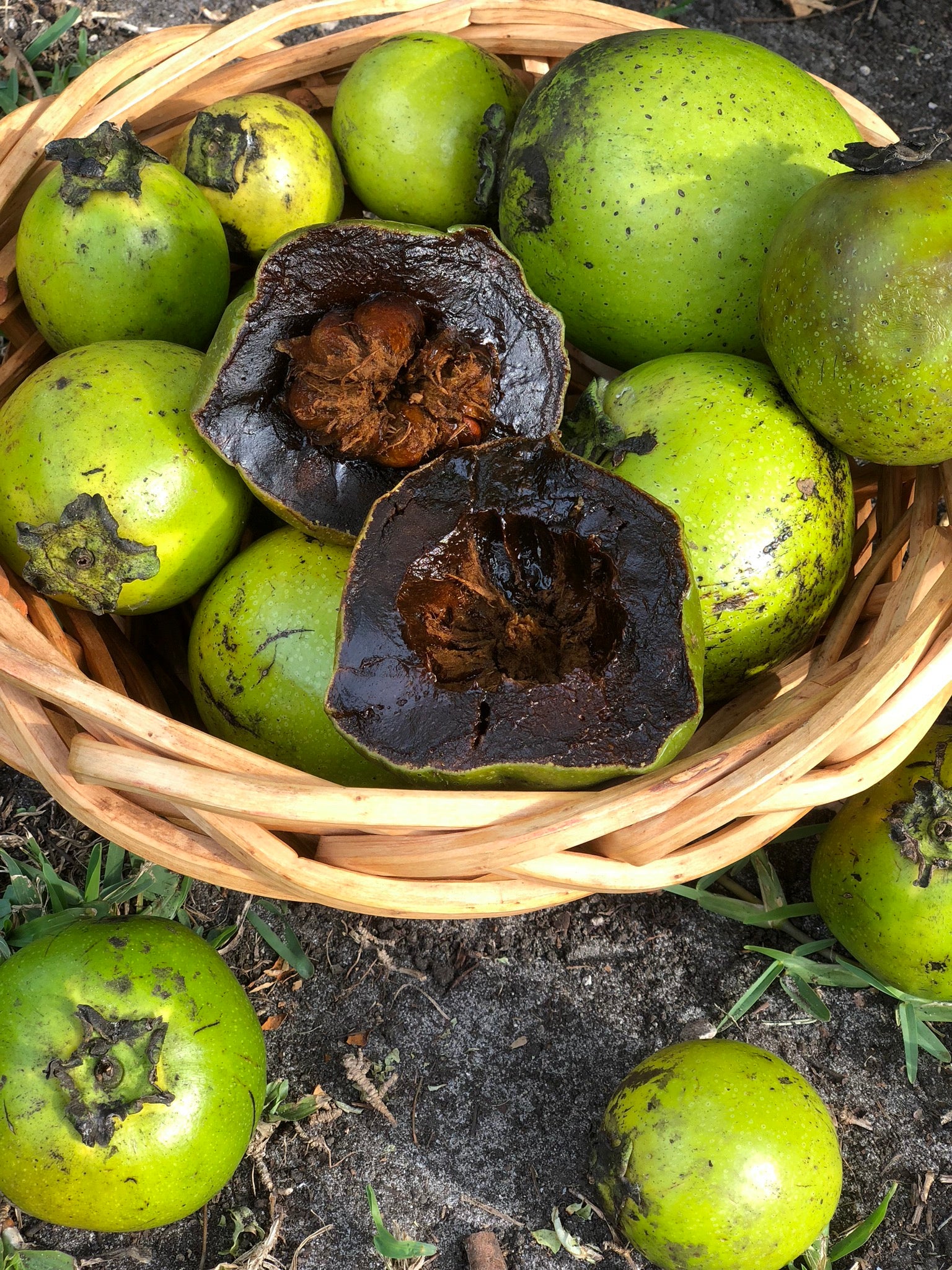 Black Sapote *Pre-Order* - Image 25