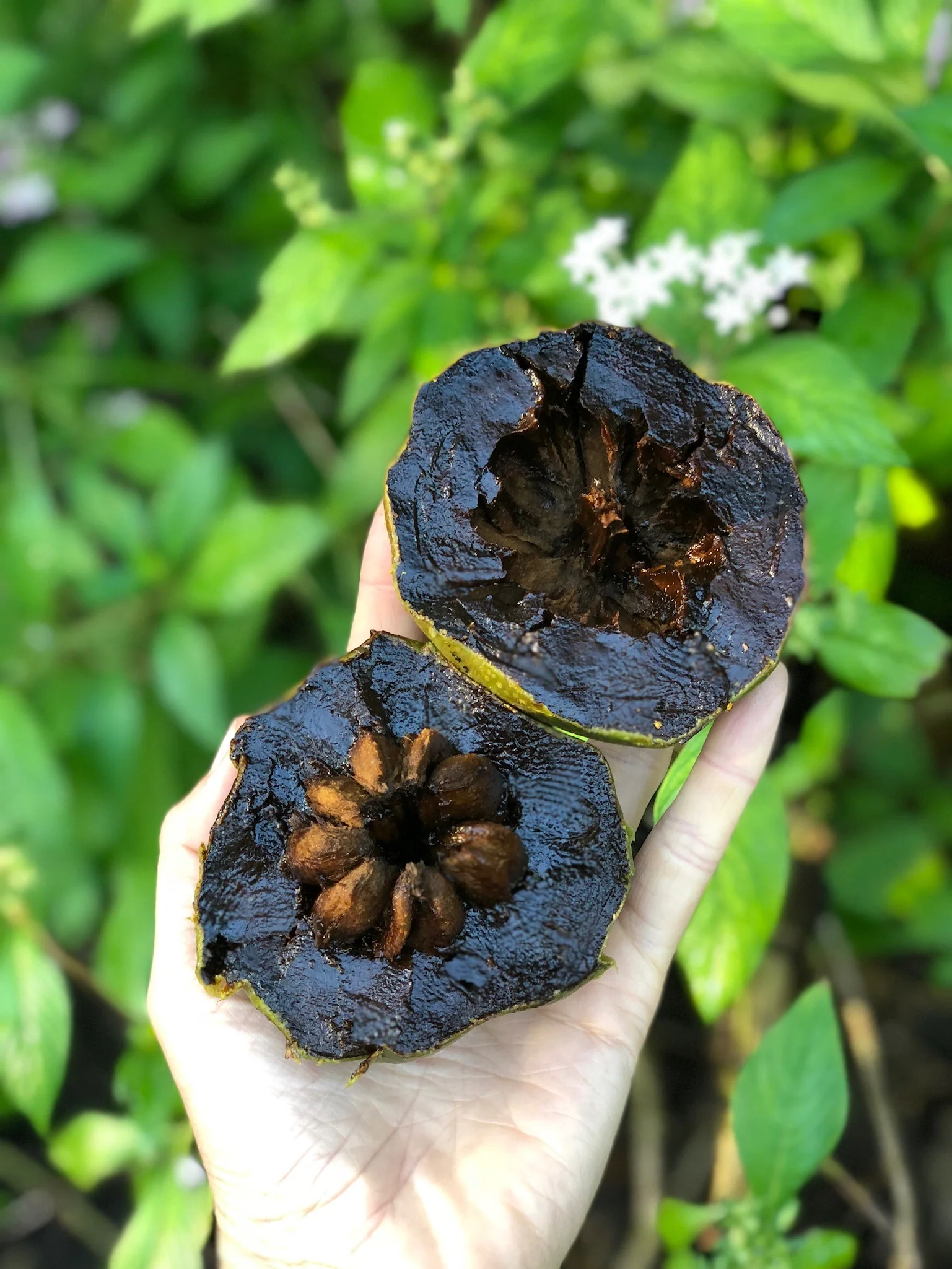 Black Sapote *Pre-Order* - Image 26