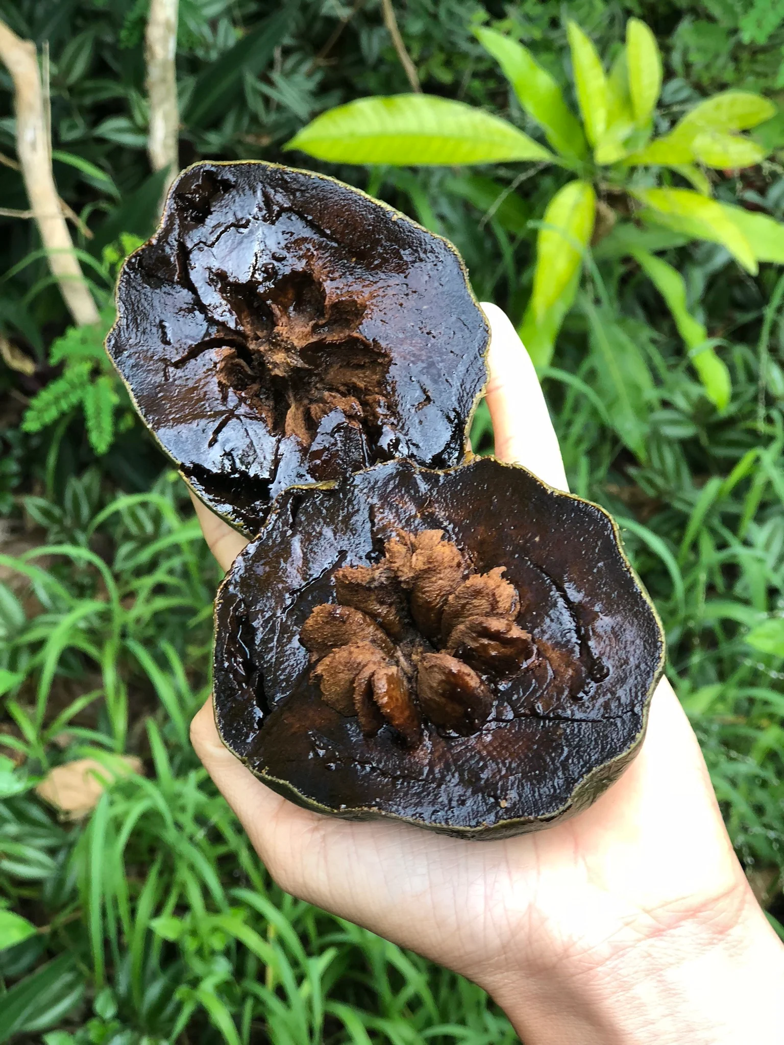 Black Sapote *Pre-Order* - Image 27