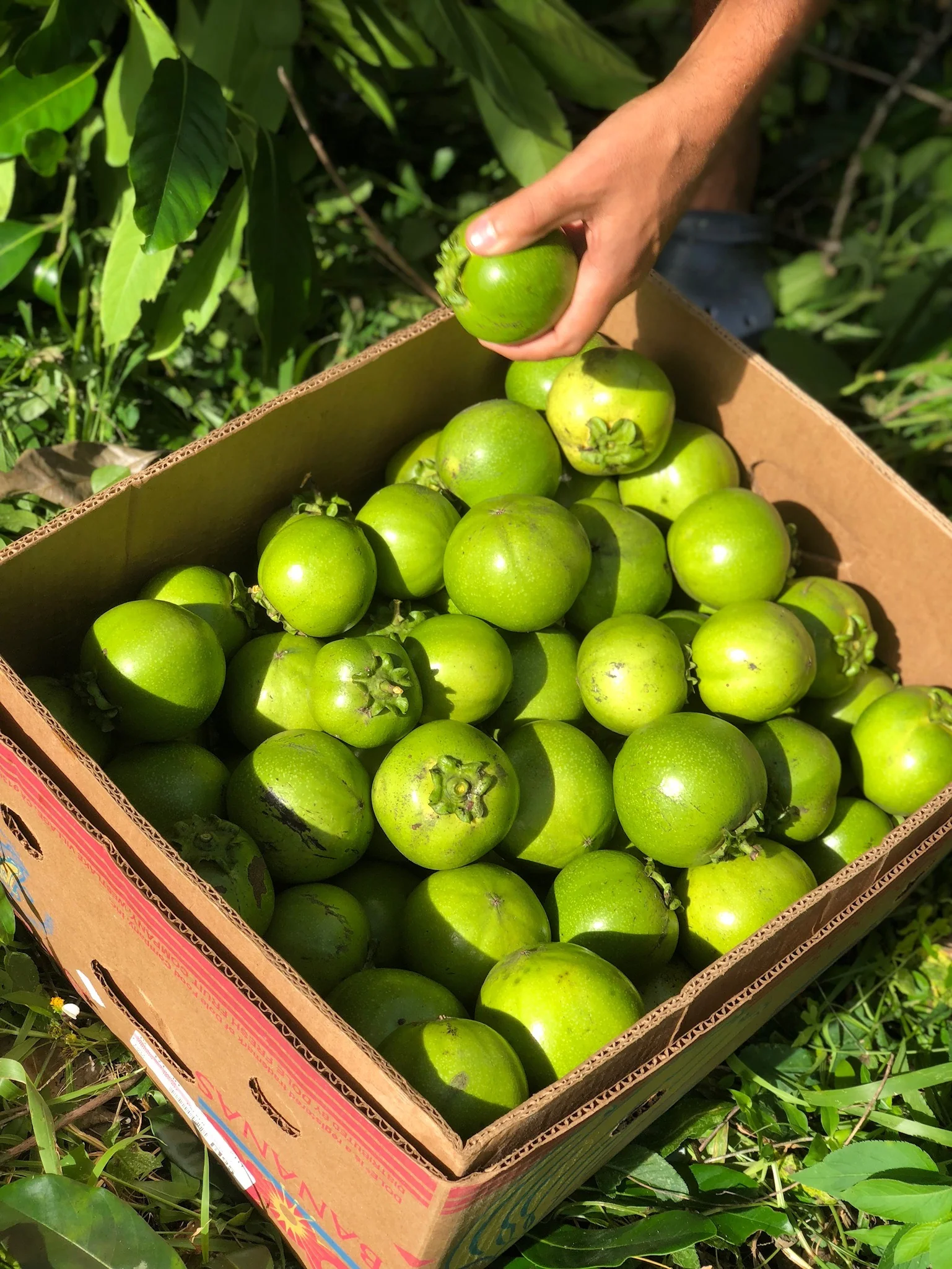 Black Sapote *Pre-Order* - Image 28