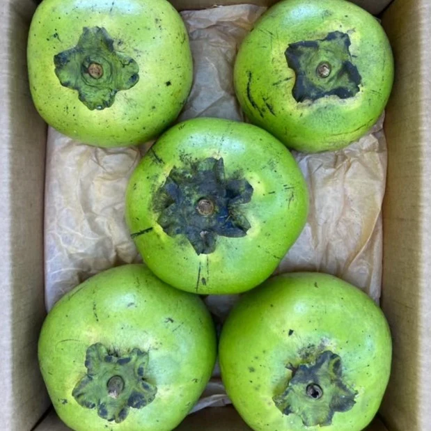 Black Sapote *Pre-Order* - Image 3