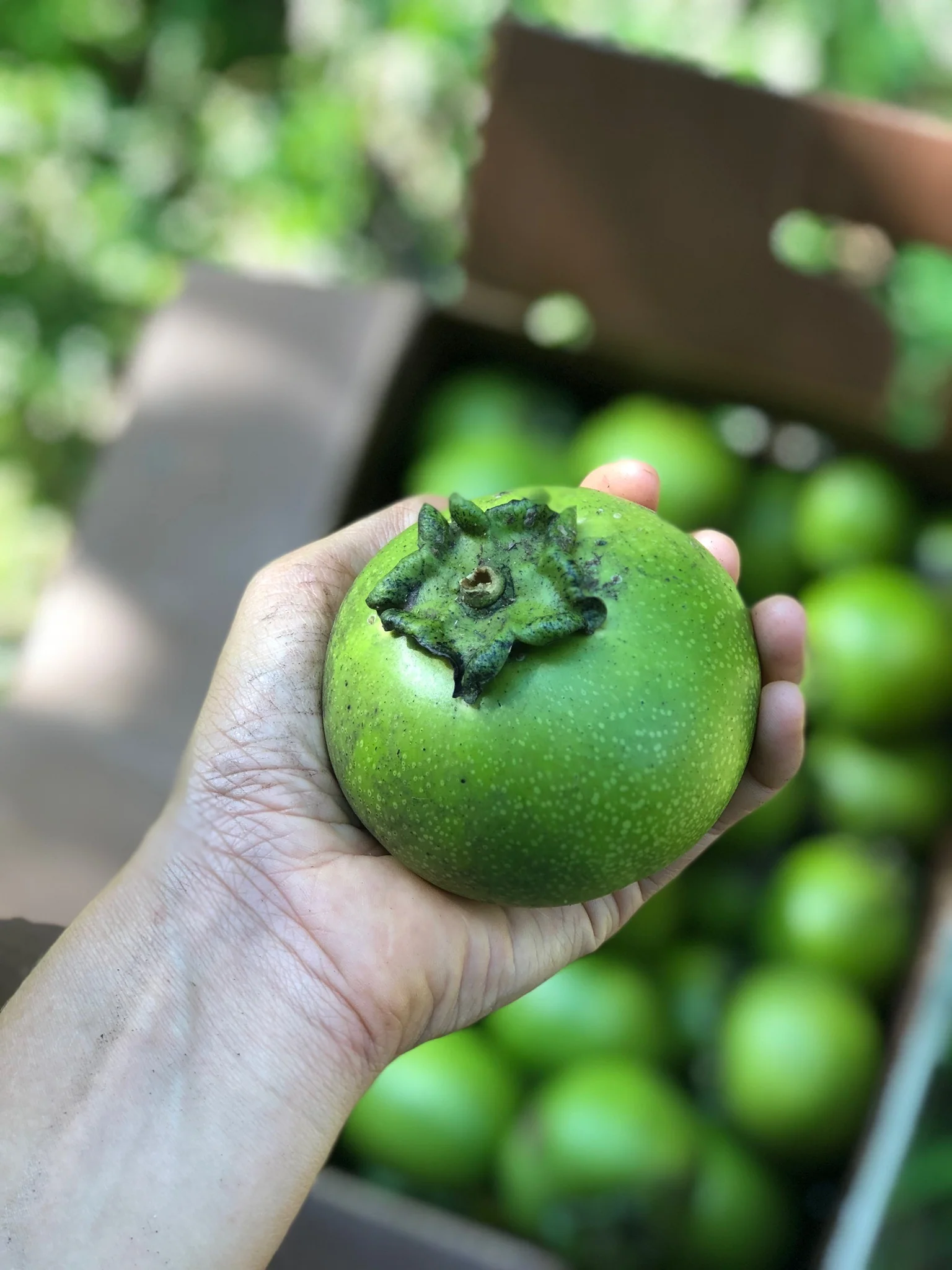 Black Sapote *Pre-Order* - Image 30