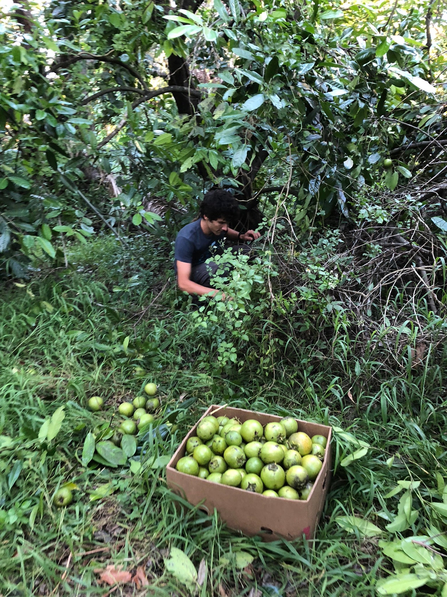 Black Sapote *Pre-Order* - Image 31