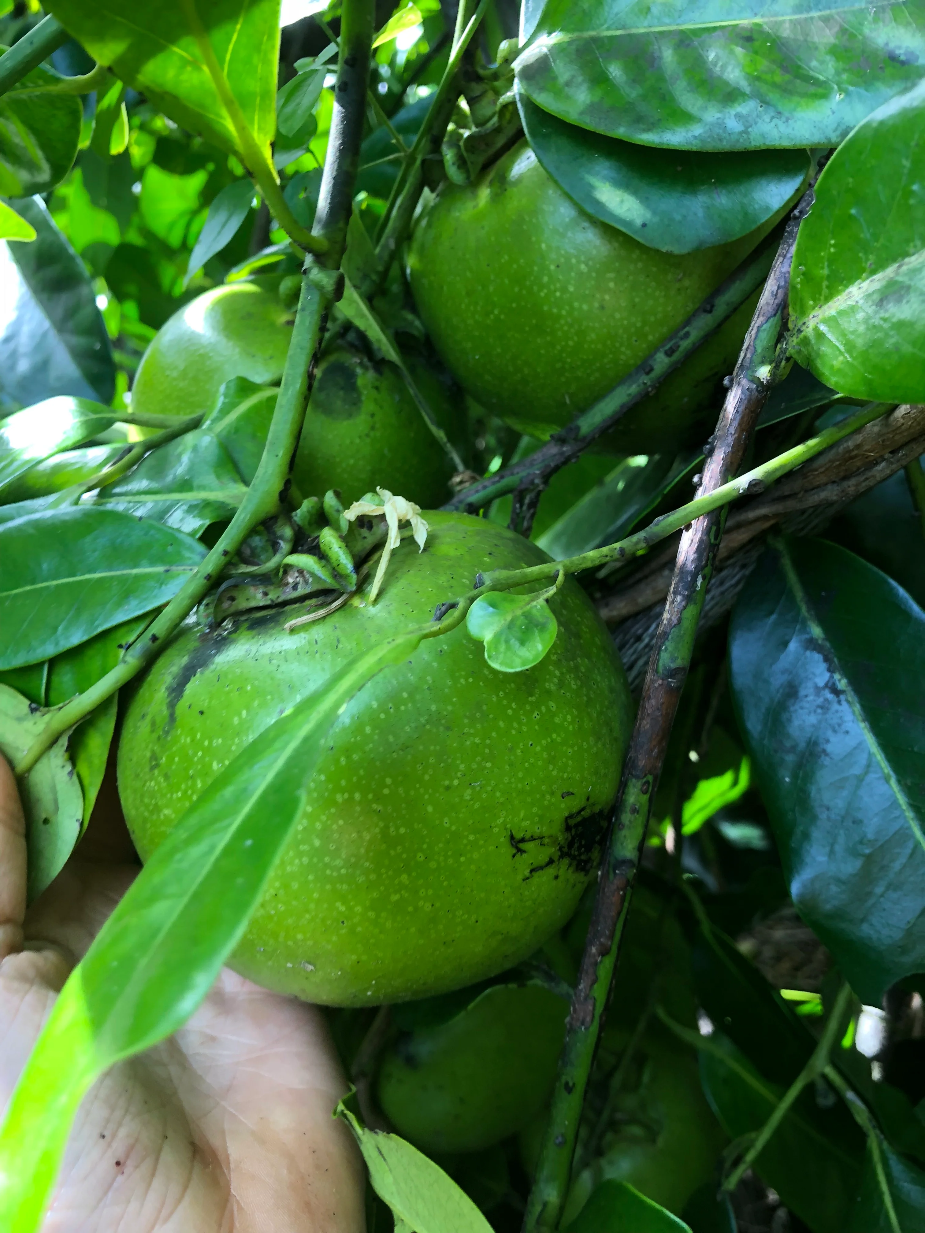 Black Sapote *Pre-Order* - Image 32