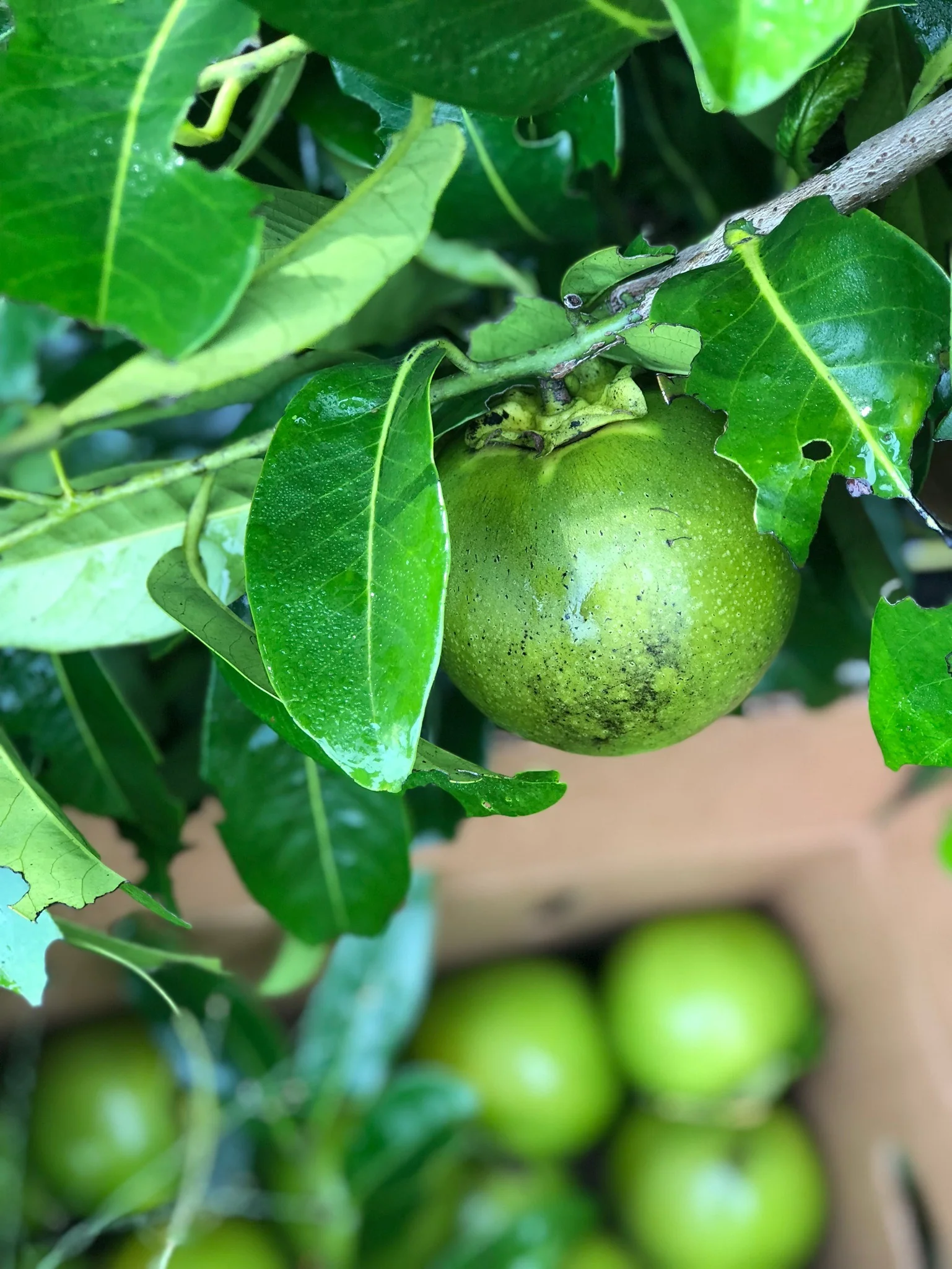 Black Sapote *Pre-Order* - Image 33