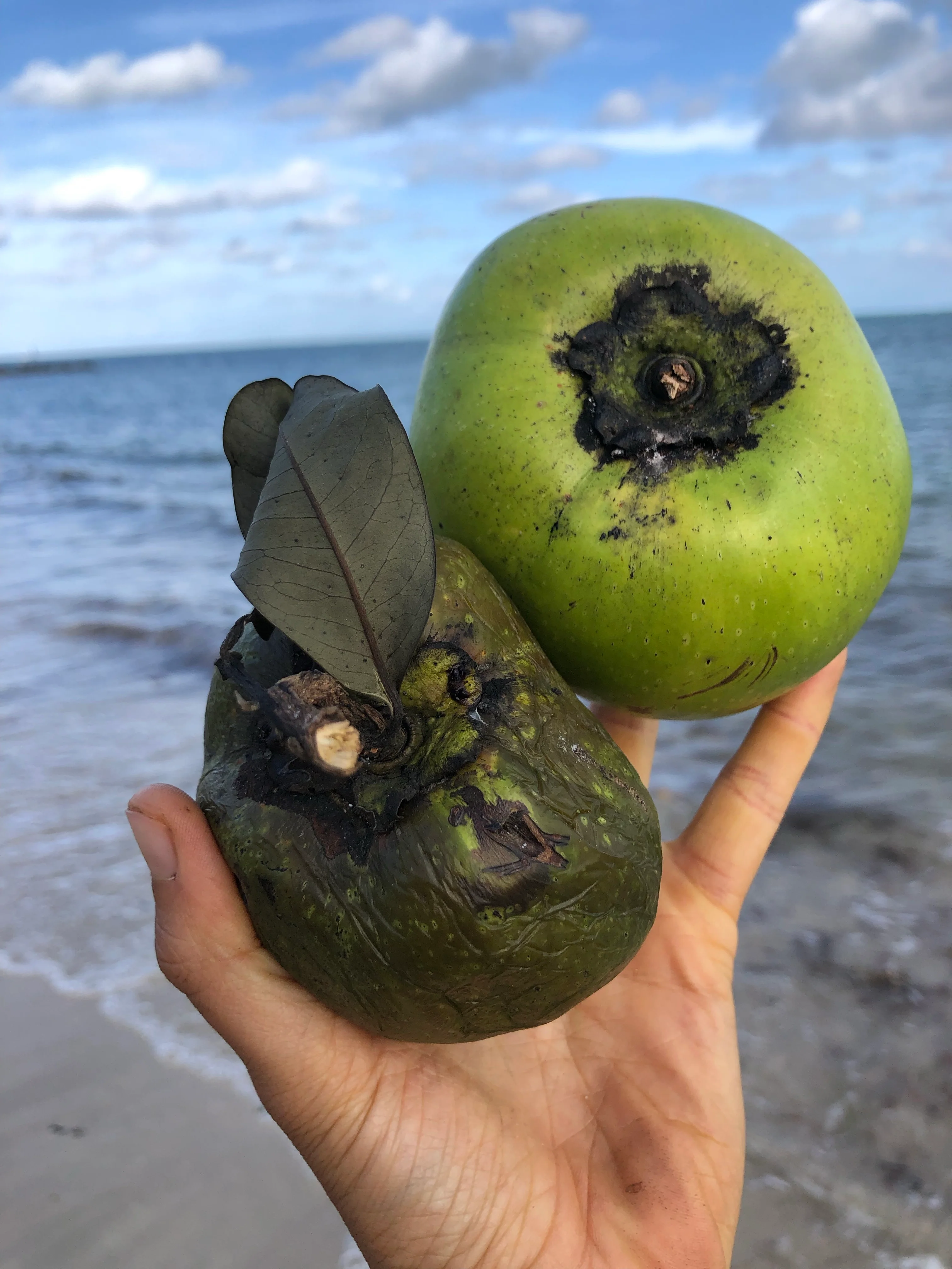 Black Sapote *Pre-Order* - Image 34