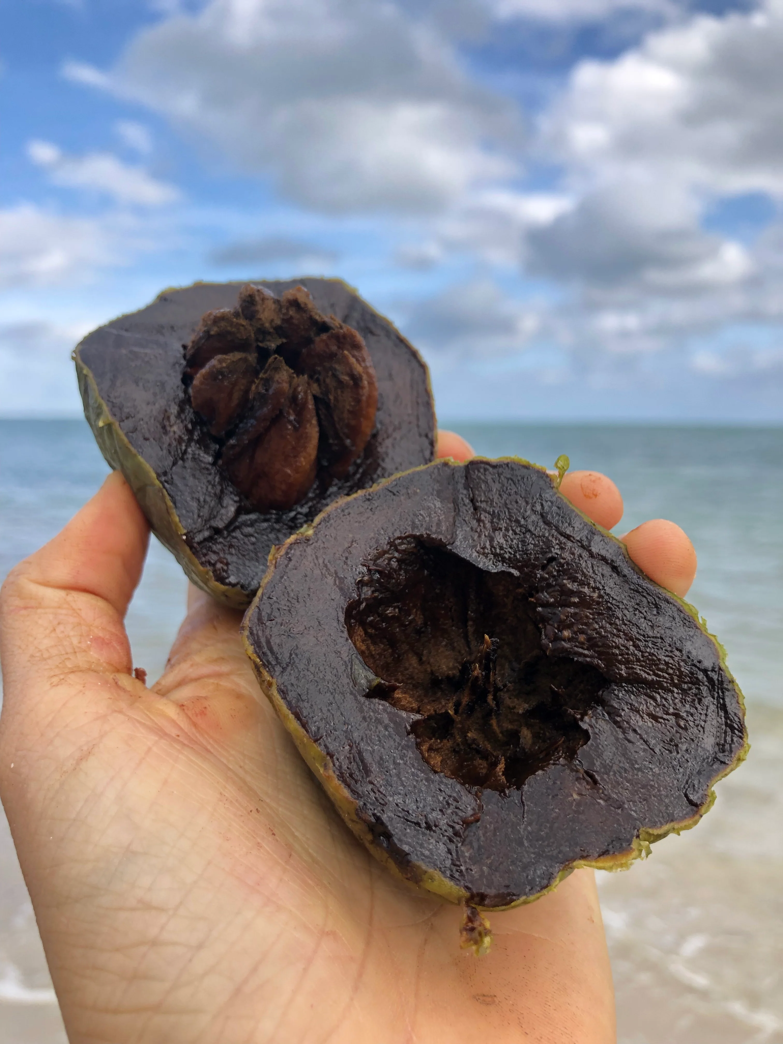 Black Sapote *Pre-Order* - Image 35