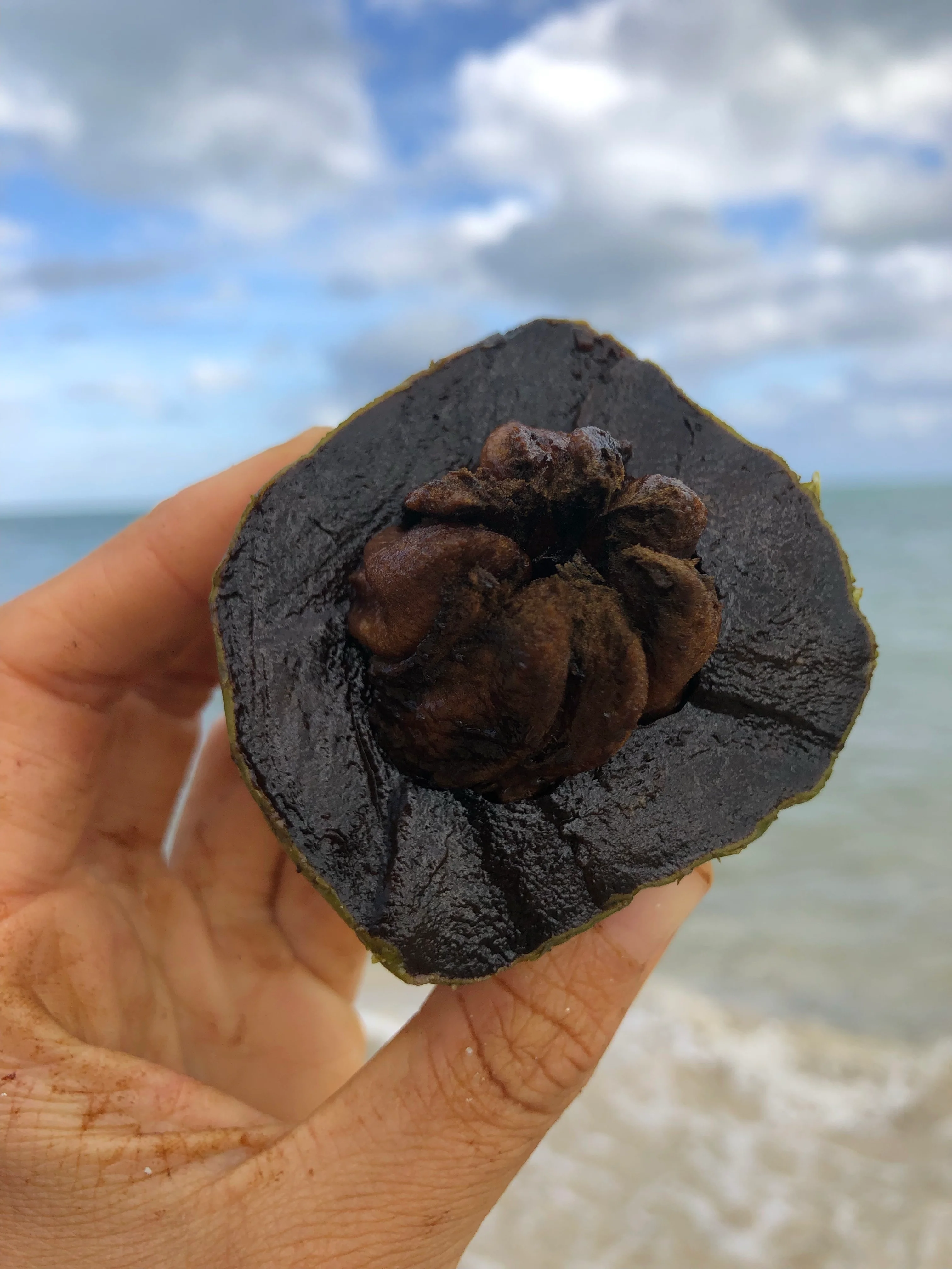 Black Sapote *Pre-Order* - Image 36