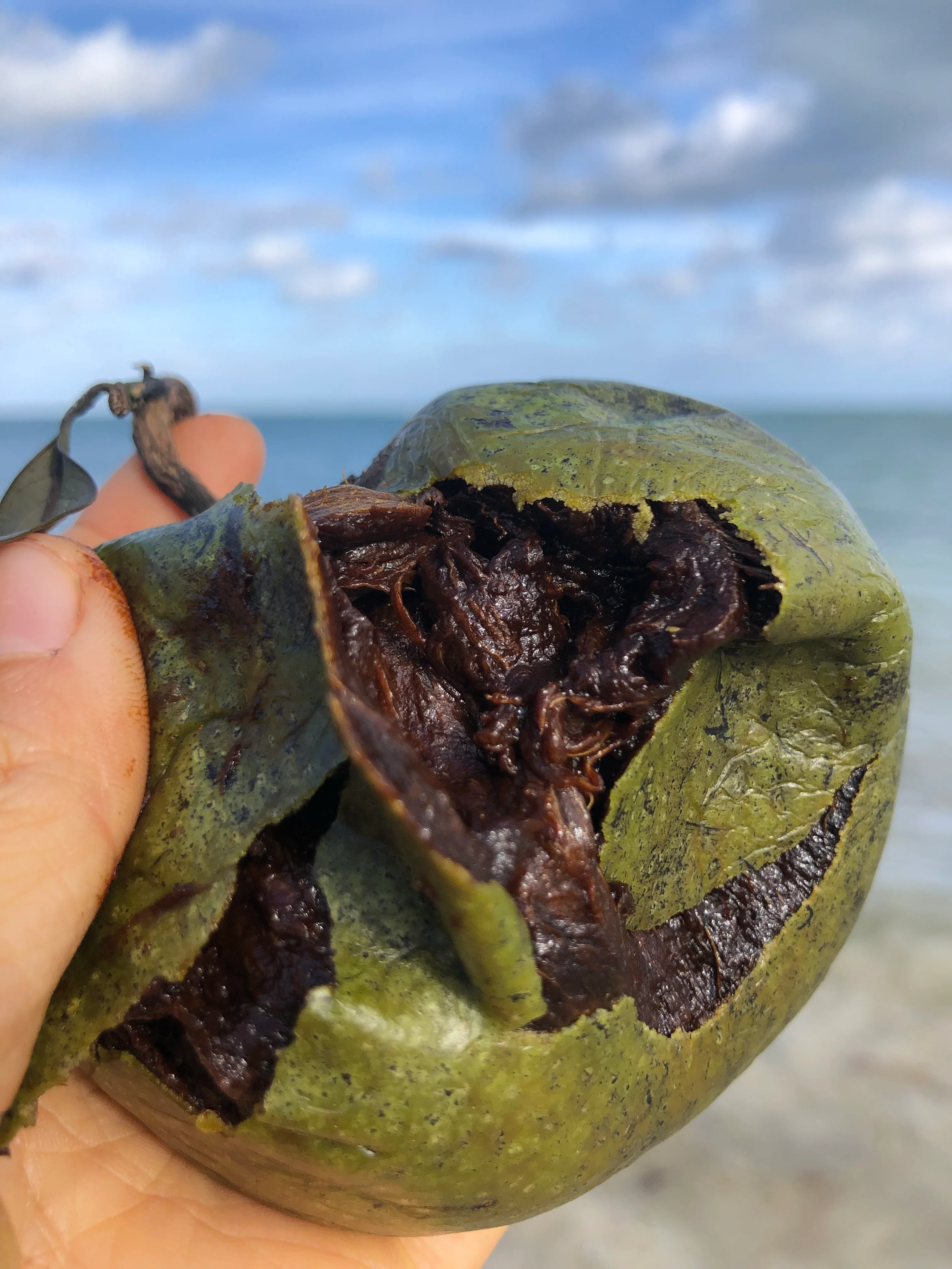 Black Sapote *Pre-Order* - Image 37
