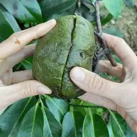 Black Sapote *Pre-Order* - Image 38