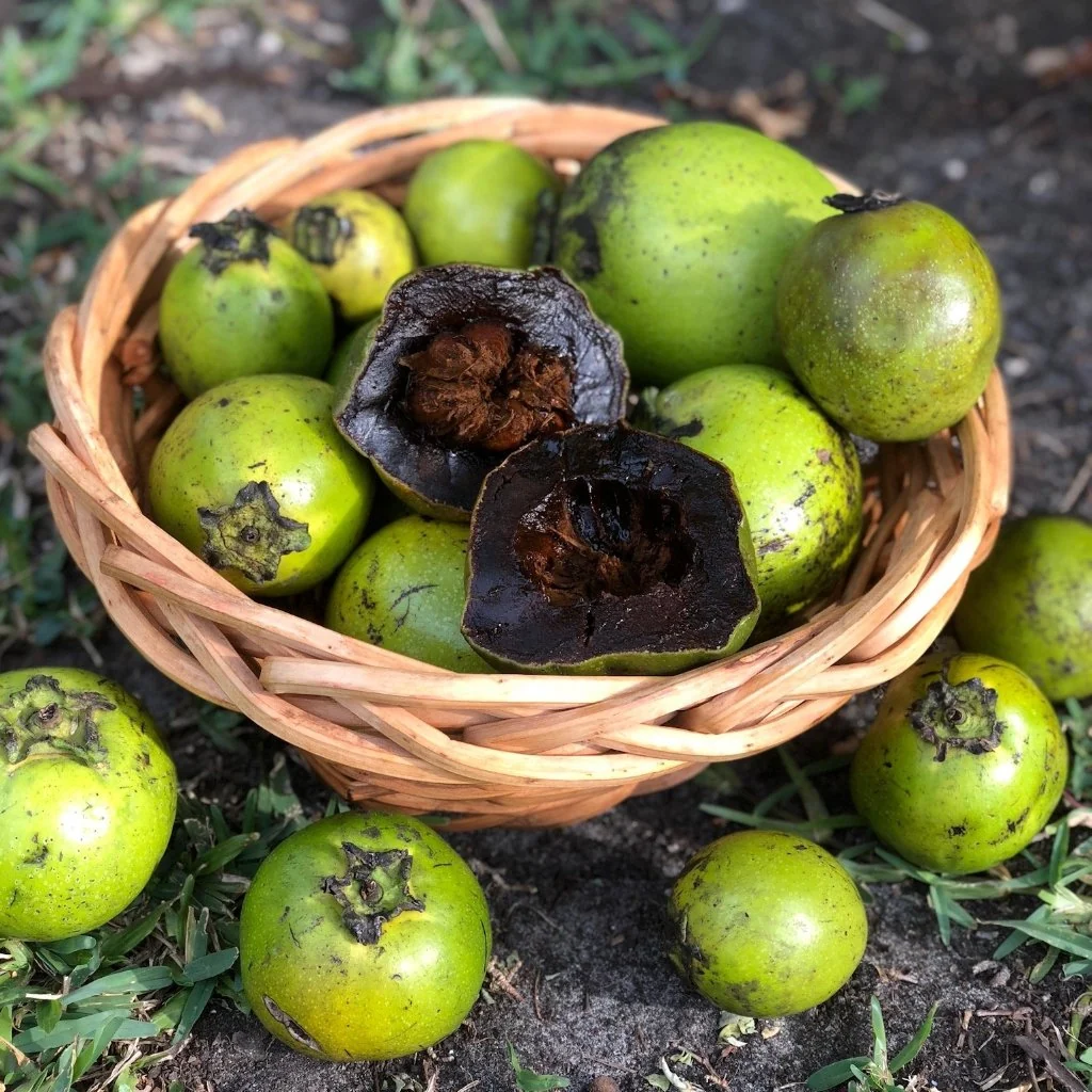 Black Sapote *Pre-Order* - Image 4
