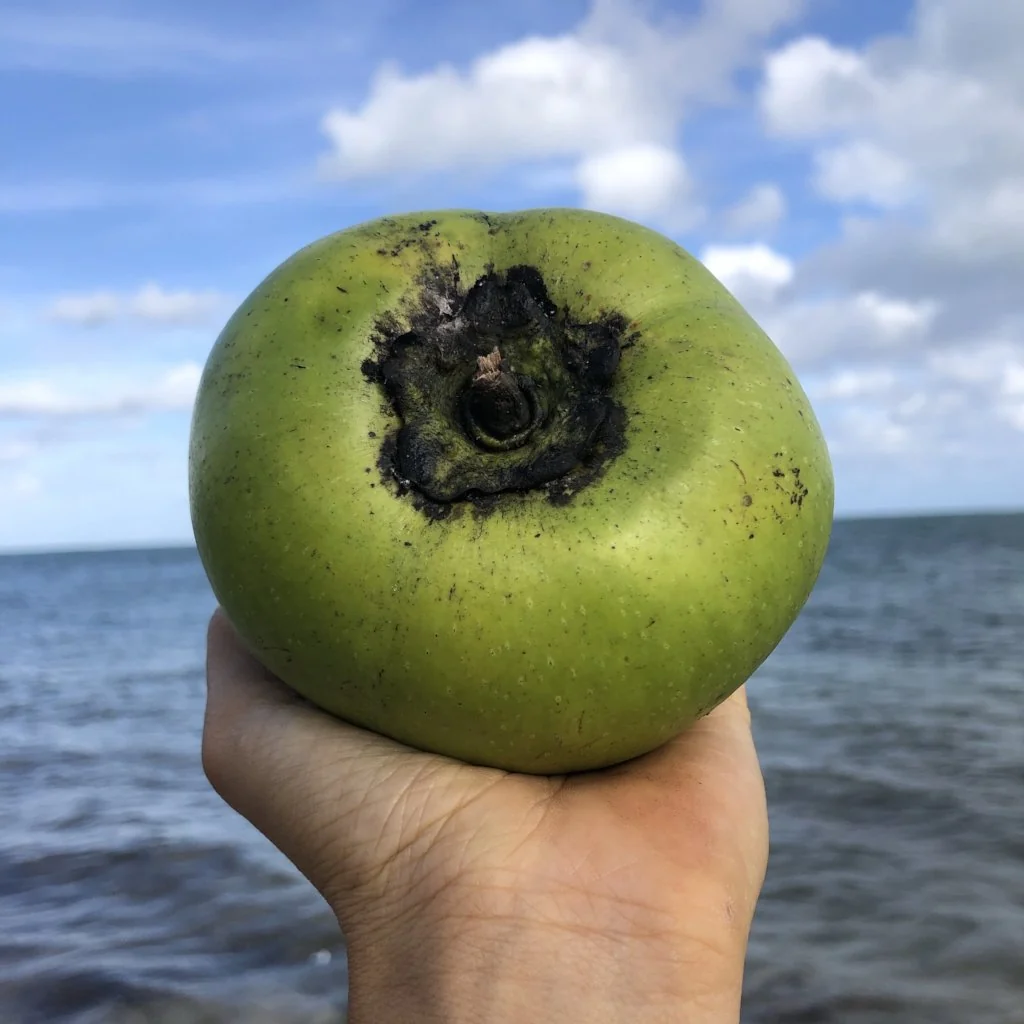 Black Sapote *Pre-Order* - Image 5