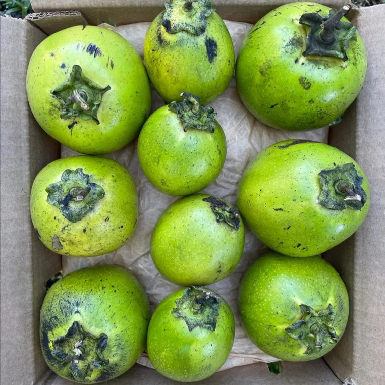 Black Sapote *Pre-Order* - Image 6