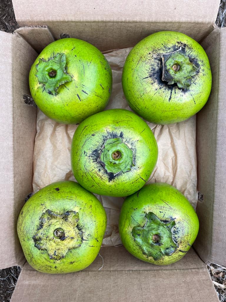 Black Sapote *Pre-Order* - Image 7