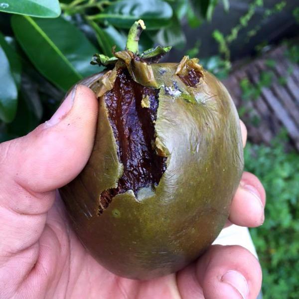 Black Sapote *Pre-Order* - Image 8