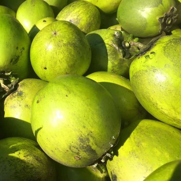 Black Sapote *Pre-Order* - Image 9