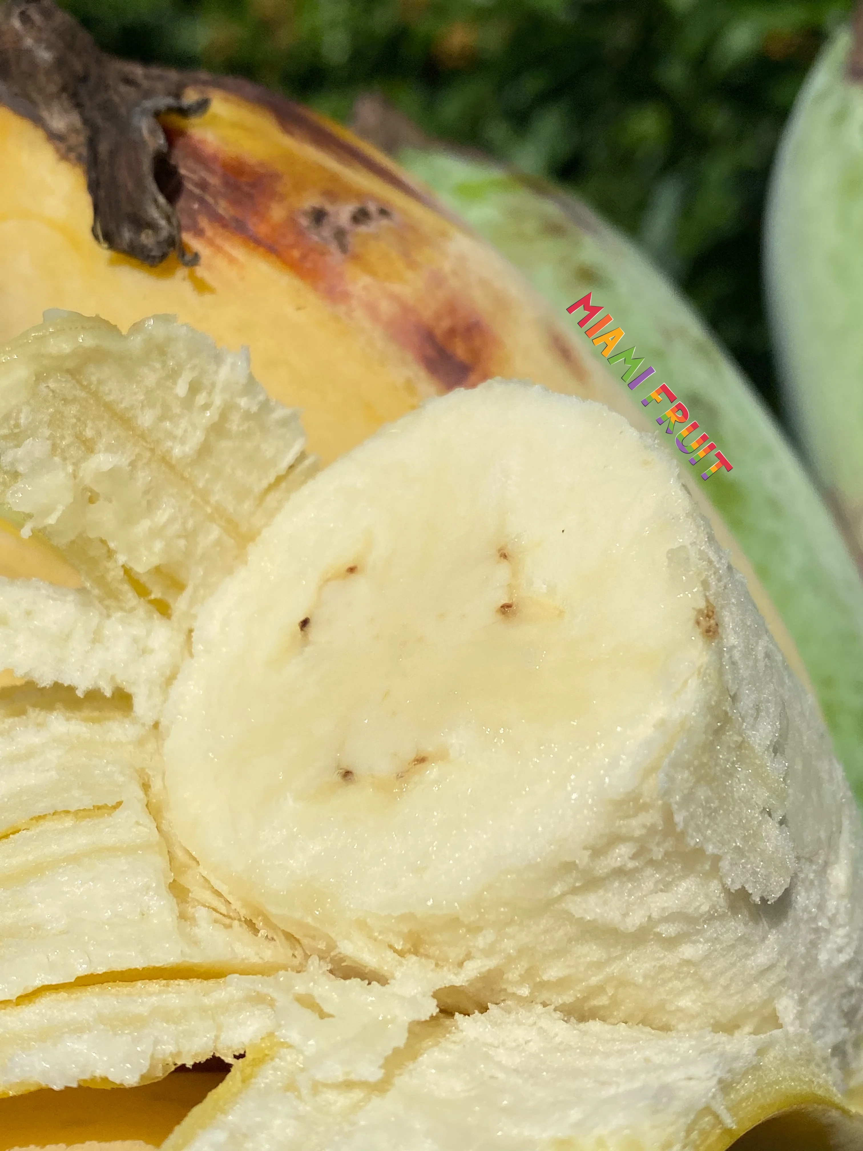Blue Java (Ice Cream) Banana *Pre-Order* - Image 5